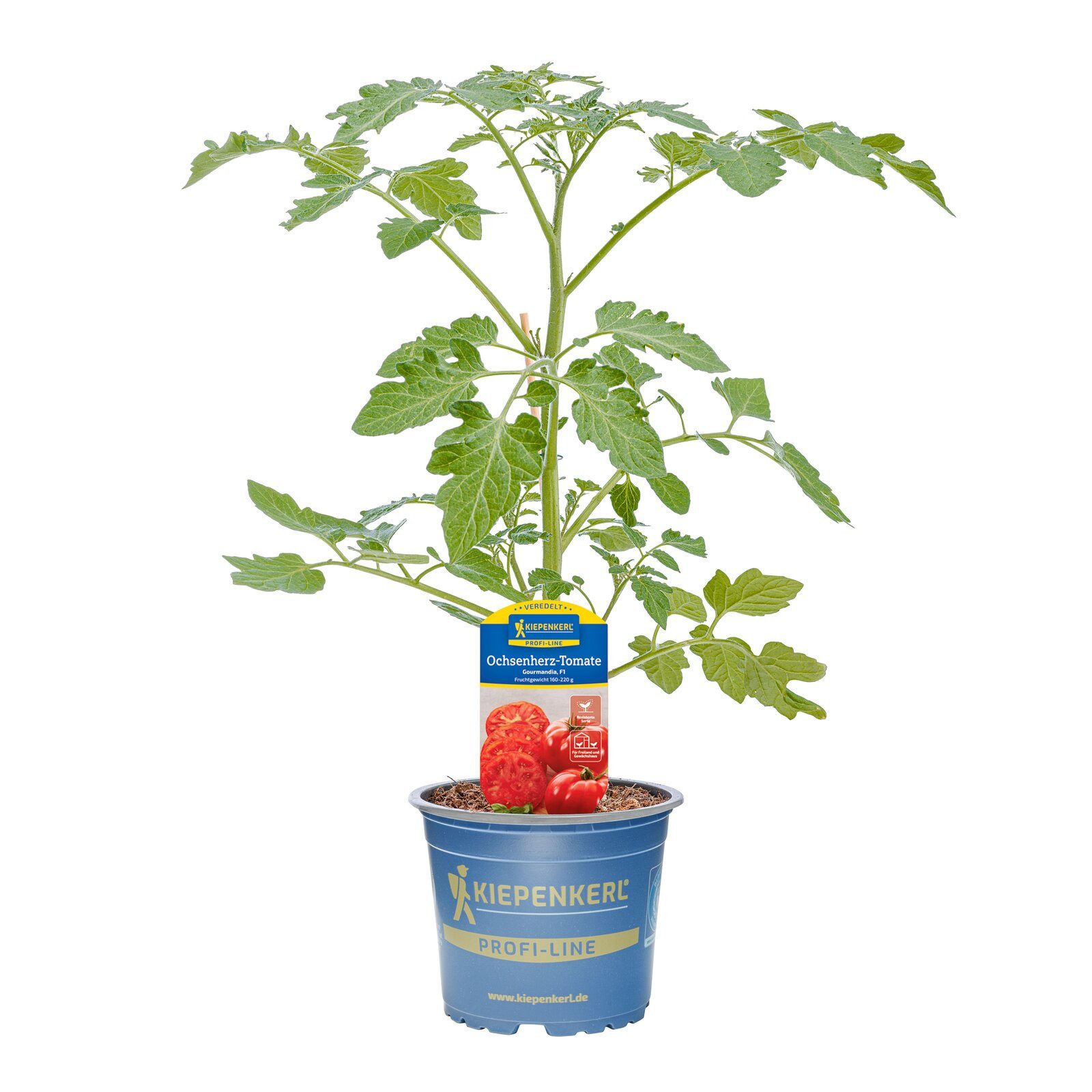 Pflanzen für Dich Gemüsepflanze Ochsenherz-Tomate Gourmandia veredelt F1 12cm Topf