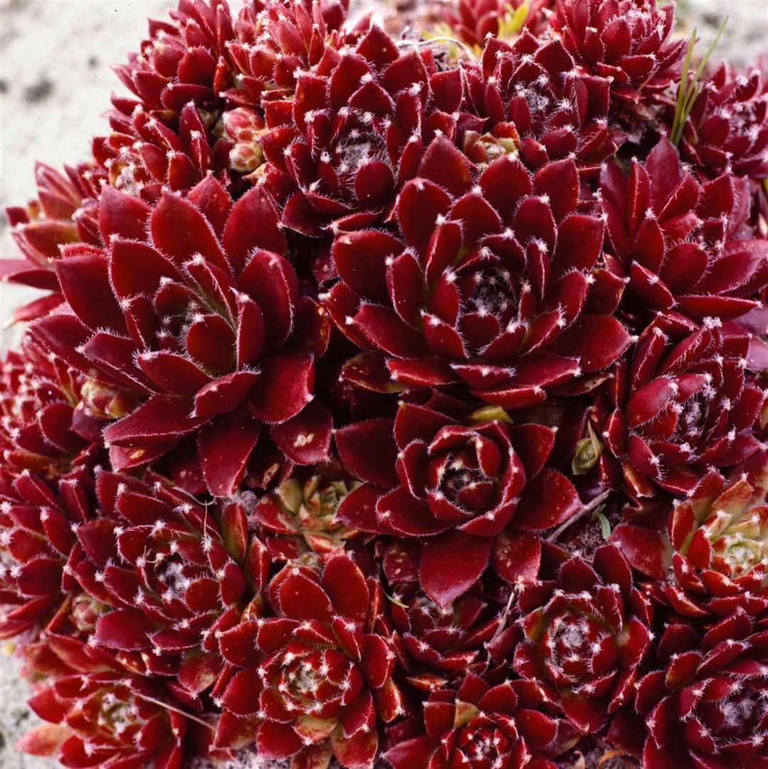 Pflanzen für Dich Staude Sempervivum cult. Pickwick, 1 St., Hauswurz, Dachwurz