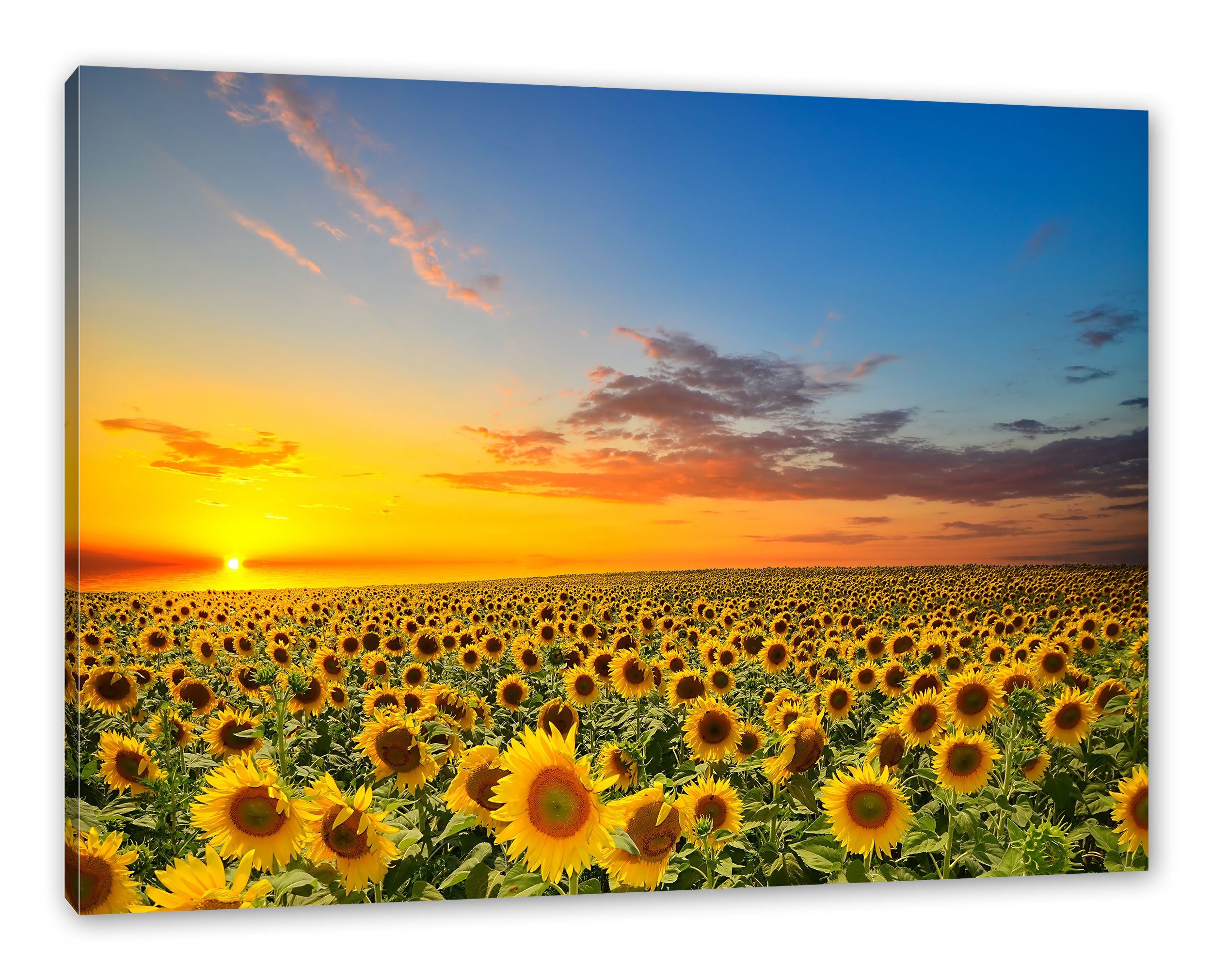 Pixxprint Leinwandbild Sonnenuntergang Sonnenblumen, Sonnenuntergang Sonnenblumen (1 St), Leinwandbild fertig bespannt, inkl. Zackenaufhänger