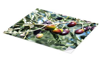 Posterlounge Wandfolie Editors Choice, Olivenbaum im Sonnenlicht, Küche Mediterran Fotografie