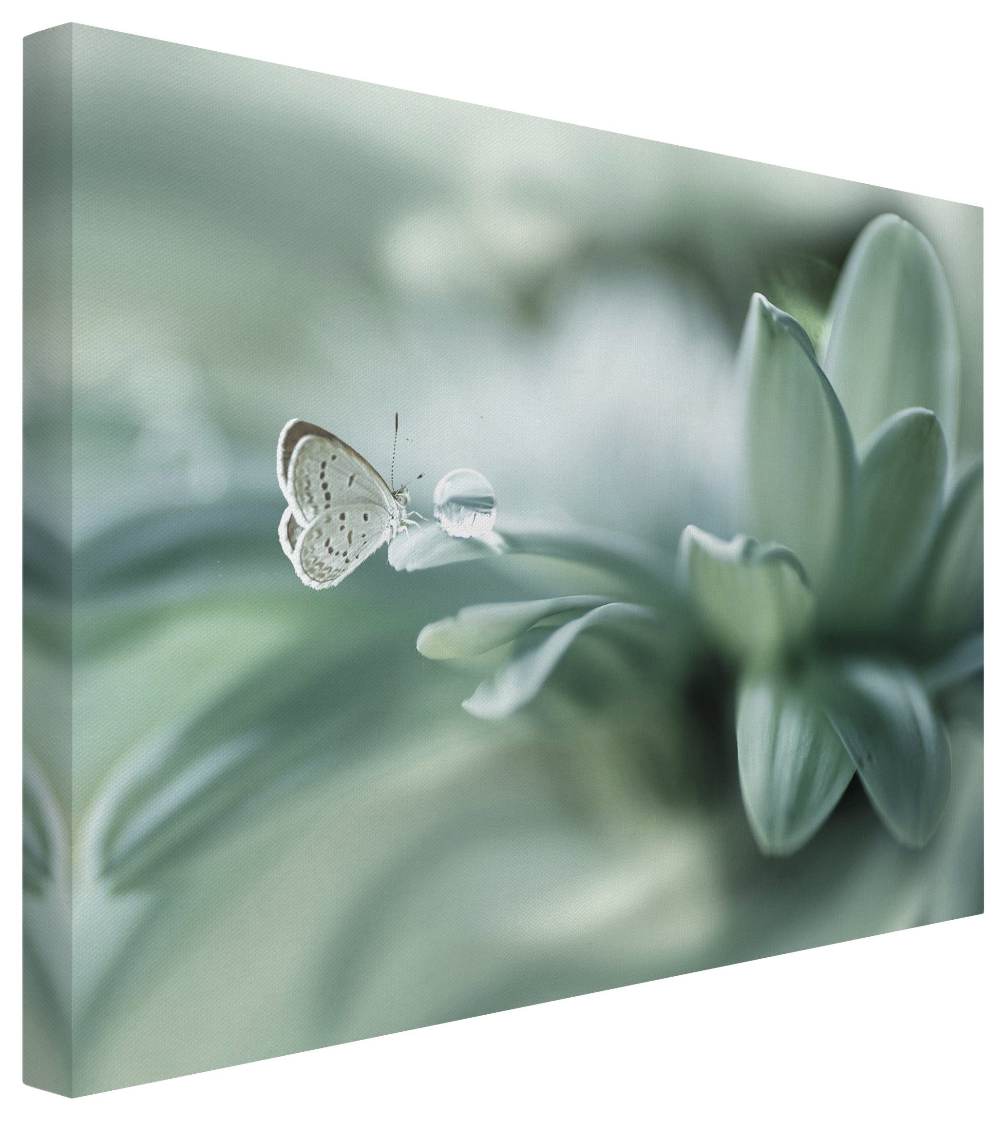 Bilderdepot24 Leinwandbild Blumen Modern Natur Schmetterling günstig online kaufen