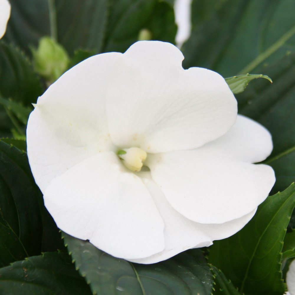 Exotenherz Beetpflanze Edel-Lieschen Impatiens Neu-Guinea ver. Farben 3er Set im 12cm Topf