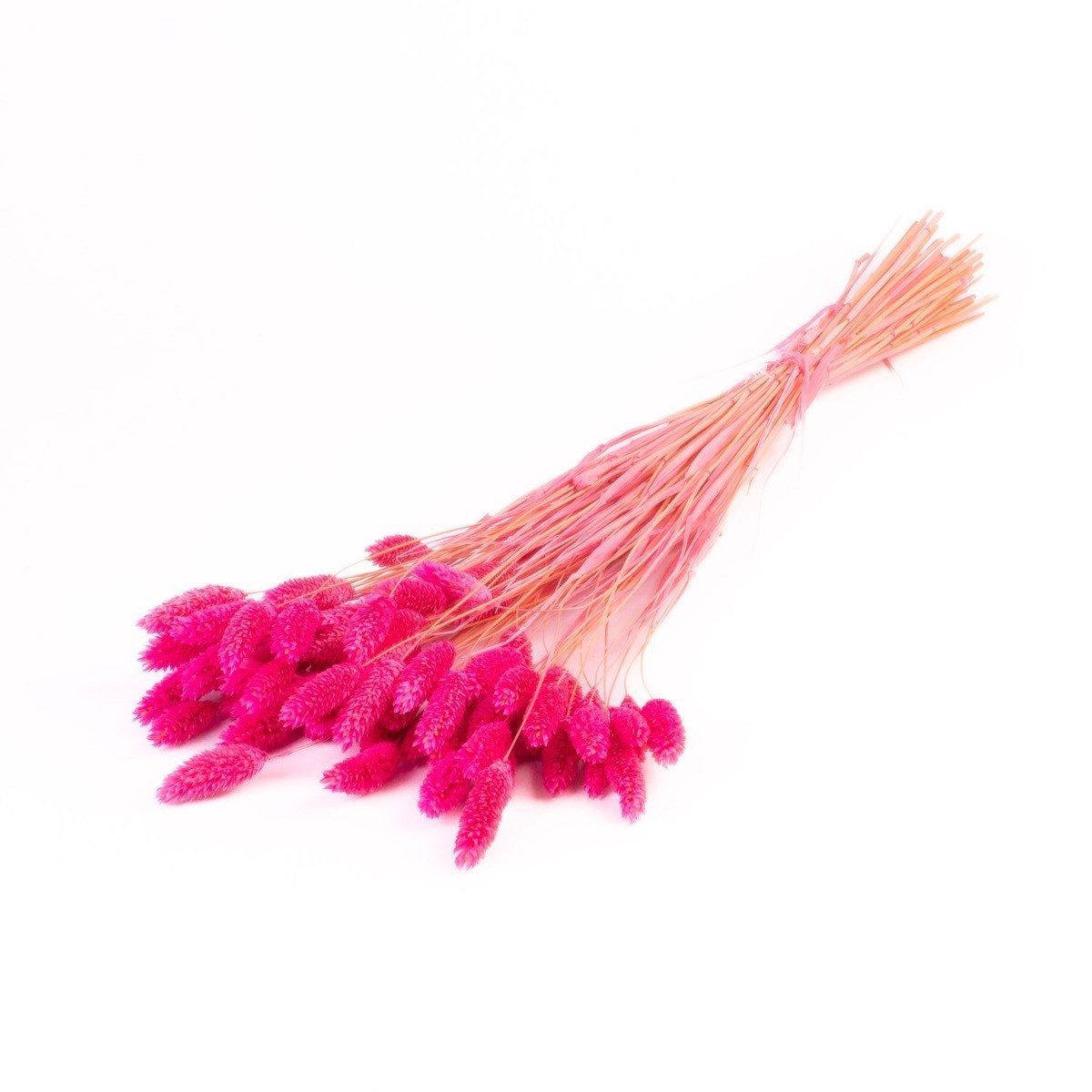 Trockenblume Kanariengras getrocknet BRAGILA im Bund, pink, 50-75cm, Ø12cm, INNA-Glas, Höhe 75.0 cm