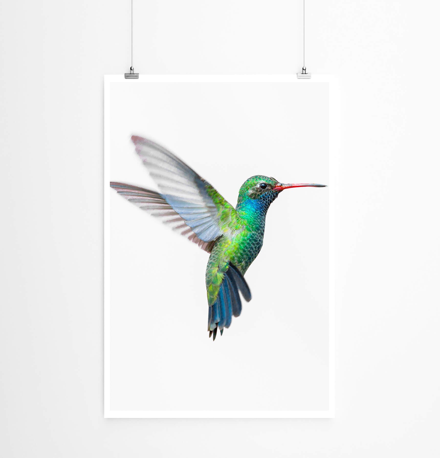 Sinus Art Poster Tierfotografie  Bunter Kolibri im Flug vor weißem Hintergrund 60x90cm Poster. € 12,00