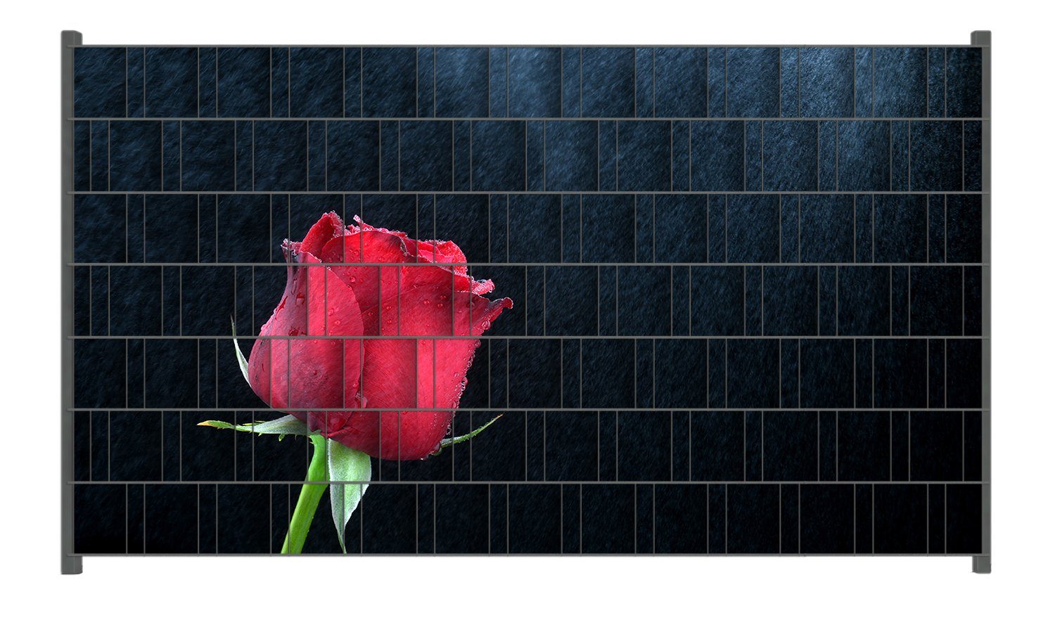 Wallario Sichtschutzstreifen Rose vor dunklem Hintergrund