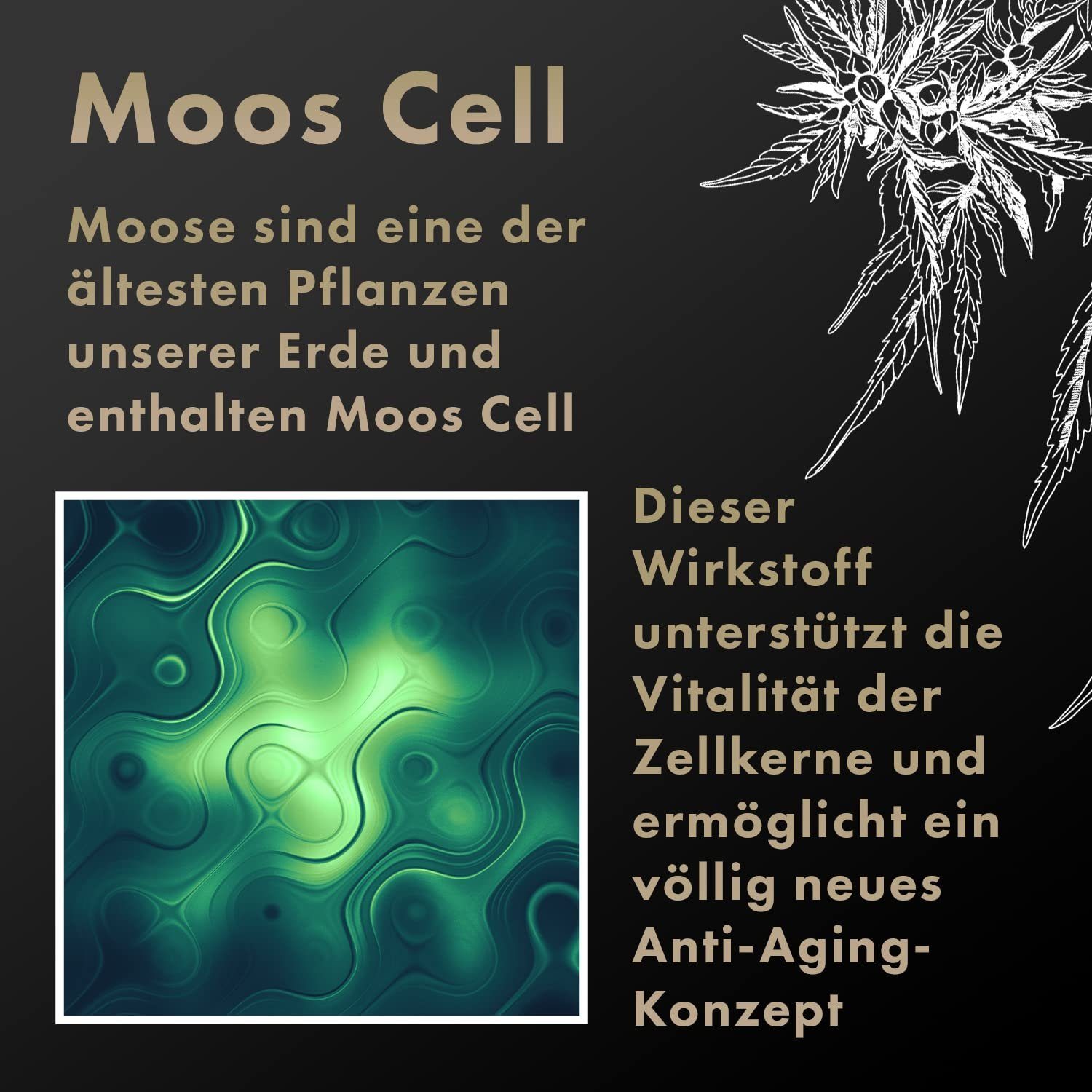 Dr. 500 Moos mit 50 ml "Black CBD mit Edition" mg Cell, Berger Nachtcreme Nachtcreme