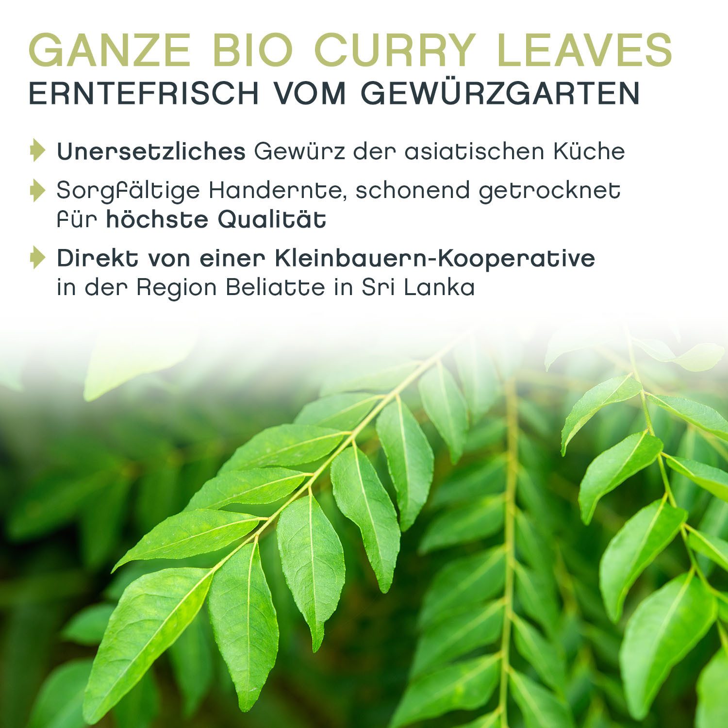 Pfefferdieb Gewürz Premium Curryblätter aus Wildsammlung, ganz, BIO, 20g, Feinwürzig, leicht rauchig mit leichter angenehm frischer Zitrusnote. – Bild 4 von 4