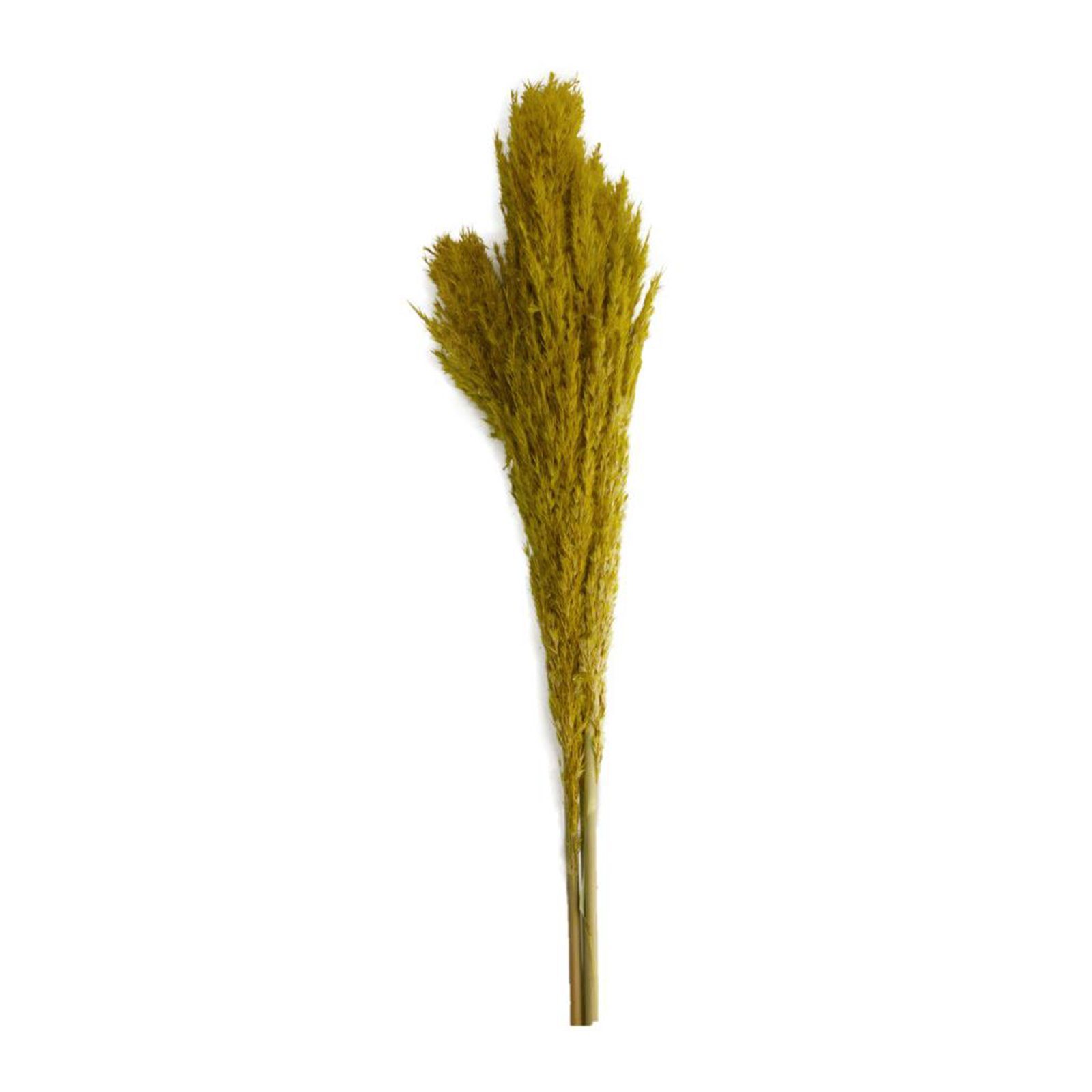 Trockenblume Pfahlrohr gelb - Wild reed plume - Arundo donax - 115 cm - 3 Stück, DIJK