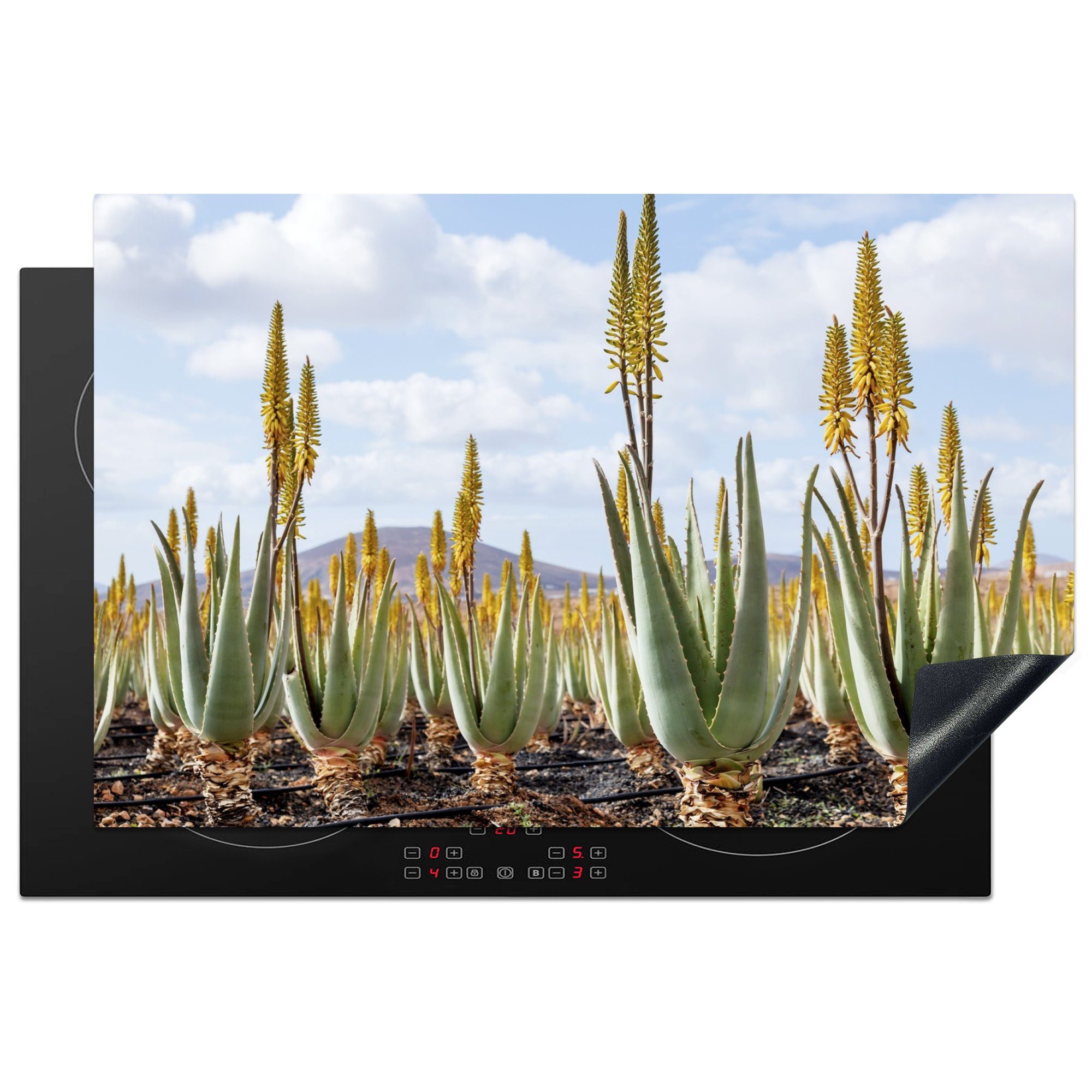 MuchoWow Herdblende-/Abdeckplatte Aloe-Vera-Heilpflanzen auf Fuerteventura, Vinyl, (1 tlg), 81x52 cm, Induktionskochfeld Schutz für die küche, Ceranfeldabdeckung