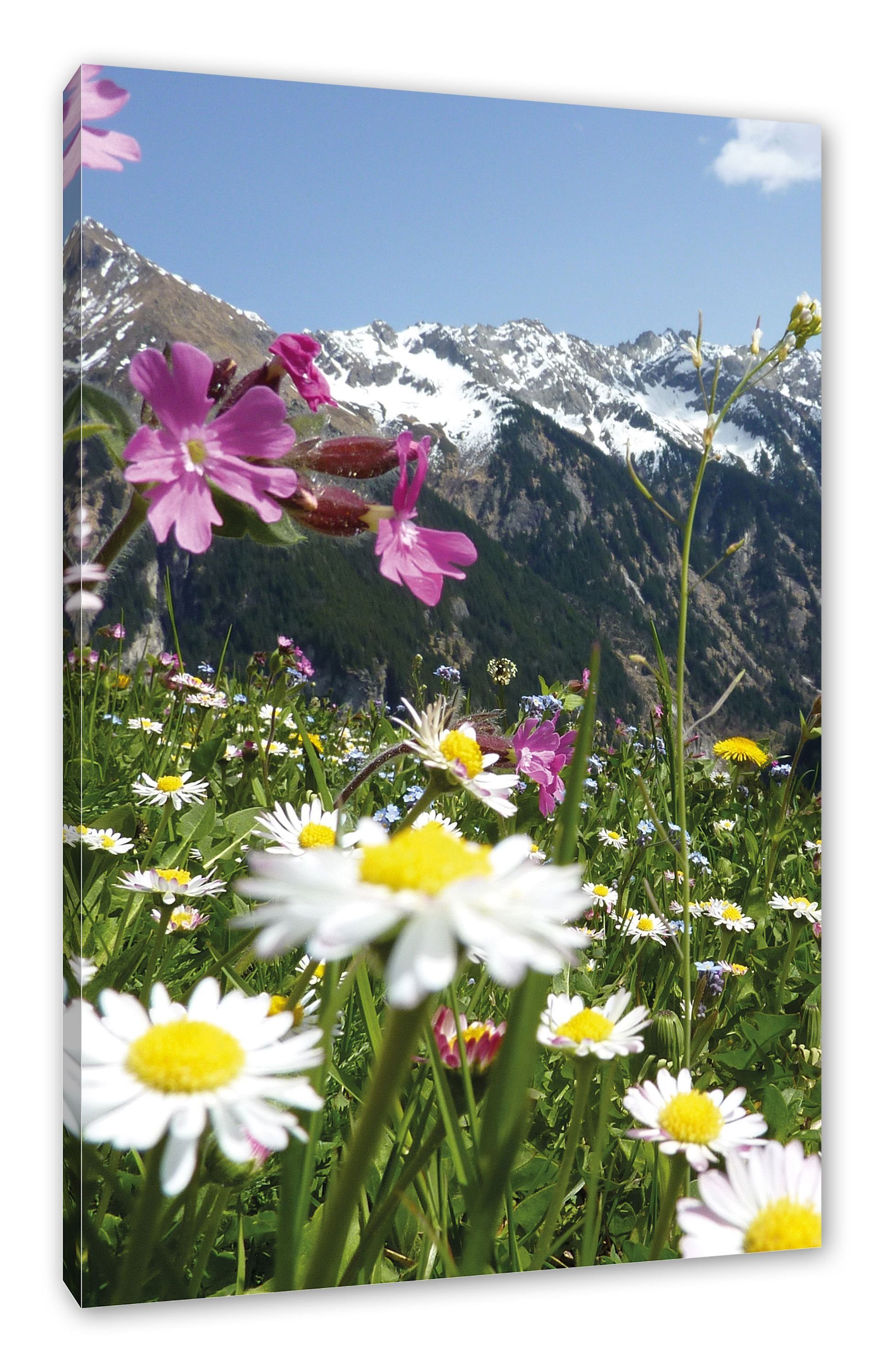 Blumen Alpenwiese, Alpenwiese Leinwandbild Wunderschöne Wunderschöne Blumen Zackenaufhänger bespannt, Leinwandbild Pixxprint fertig St), (1 inkl.