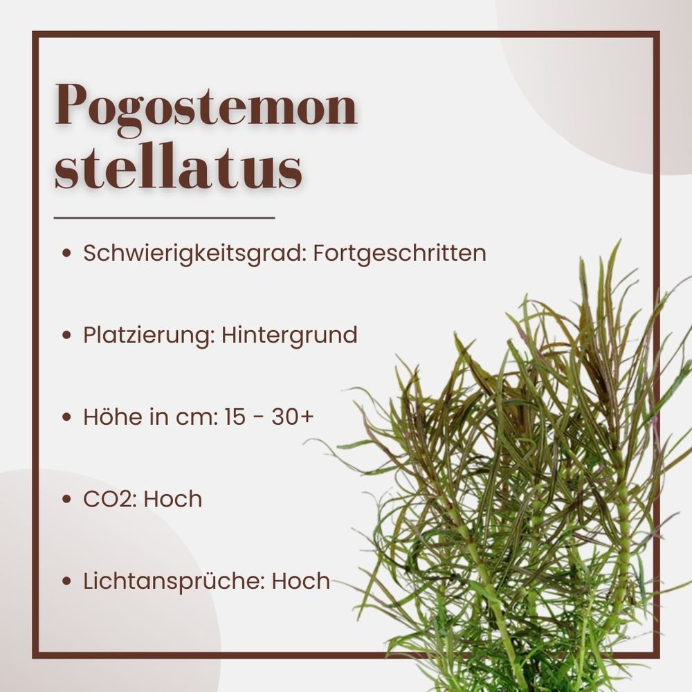 Aquaone Wasserpflanze Aquarium Pflanze Pogostemon stellata Nr.053G günstig online kaufen