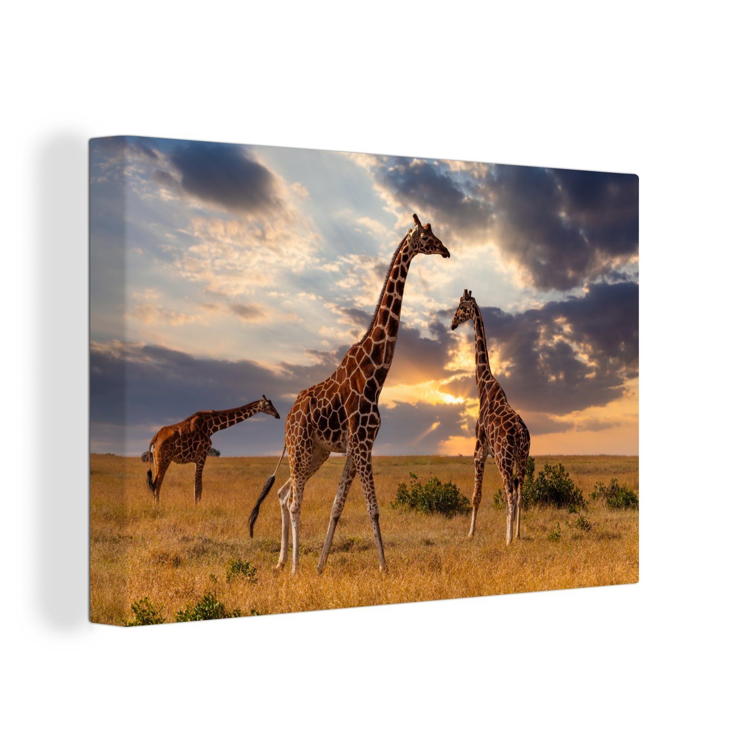 OneMillionCanvasses® Leinwandbild Giraffen - Sonne cm (1 Wandbild Wanddeko, - Leinwandbilder, 30x20 Afrika, Aufhängefertig, St)