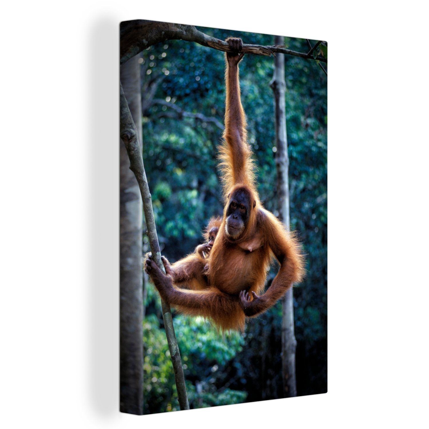 OneMillionCanvasses® Leinwandbild Orang-Utan und Baby hängen im Tanjung Puting National Park, (1 St), Leinwandbild fertig bespannt inkl. Zackenaufhänger, Gemälde, 20x30 cm
