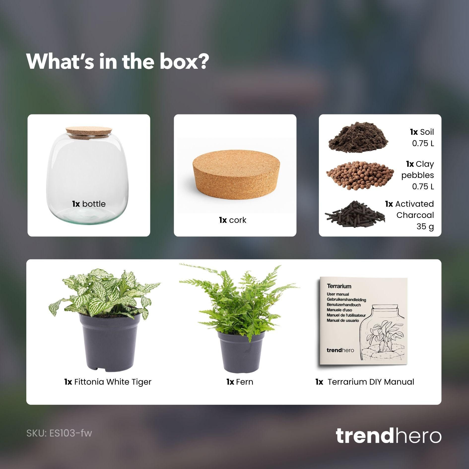 Exotenherz Zimmerpflanze Flaschengarten "Kleine Emma" - DIY-Pflanzenterrari günstig online kaufen