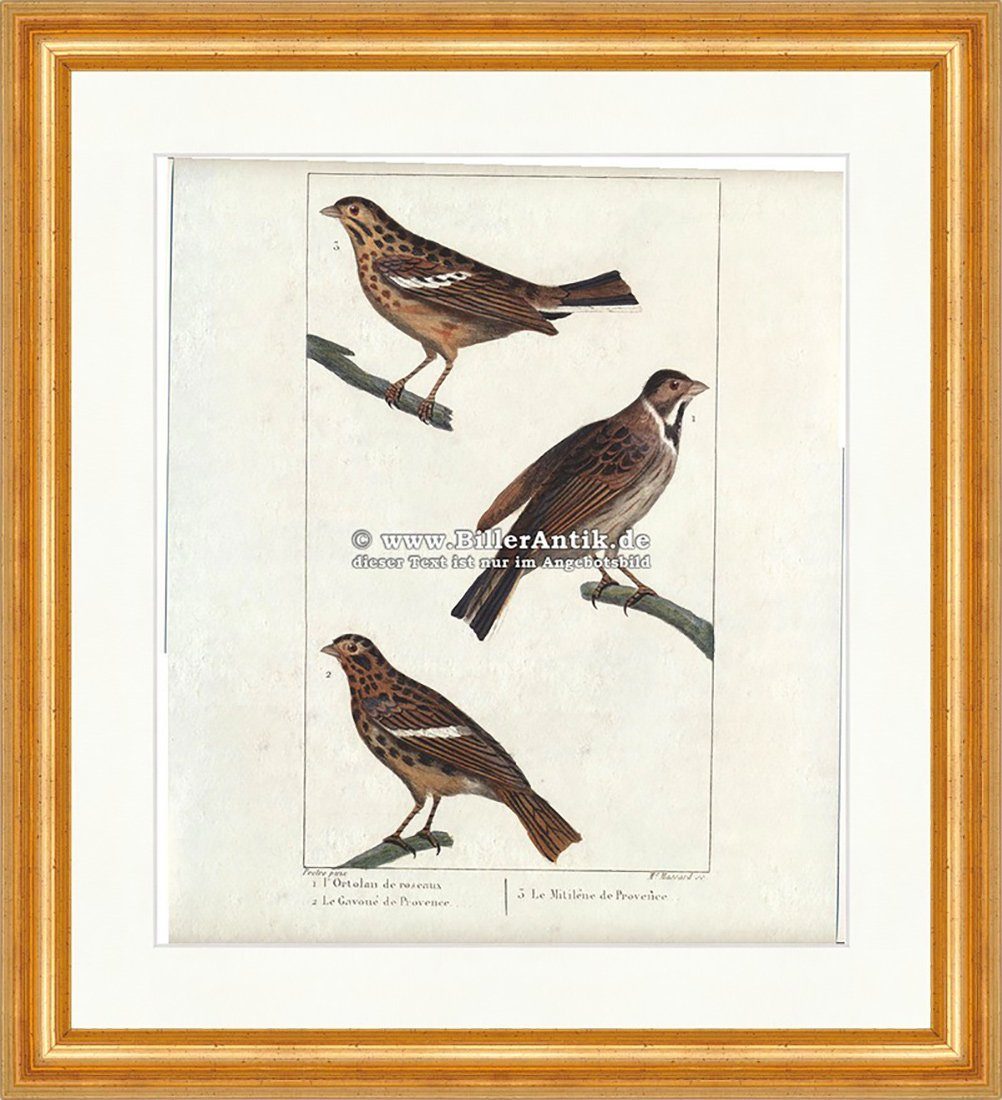 Kunstdruck Gartenammer Ortolan Gavone de Provenee Mitilene de Provenee