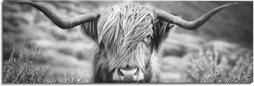 Reinders! Wandbild »Wandbild Highlander Bulle Tiermotiv - Nahaufnahme - Hochlandrind Bild«, Kuh (1 St)