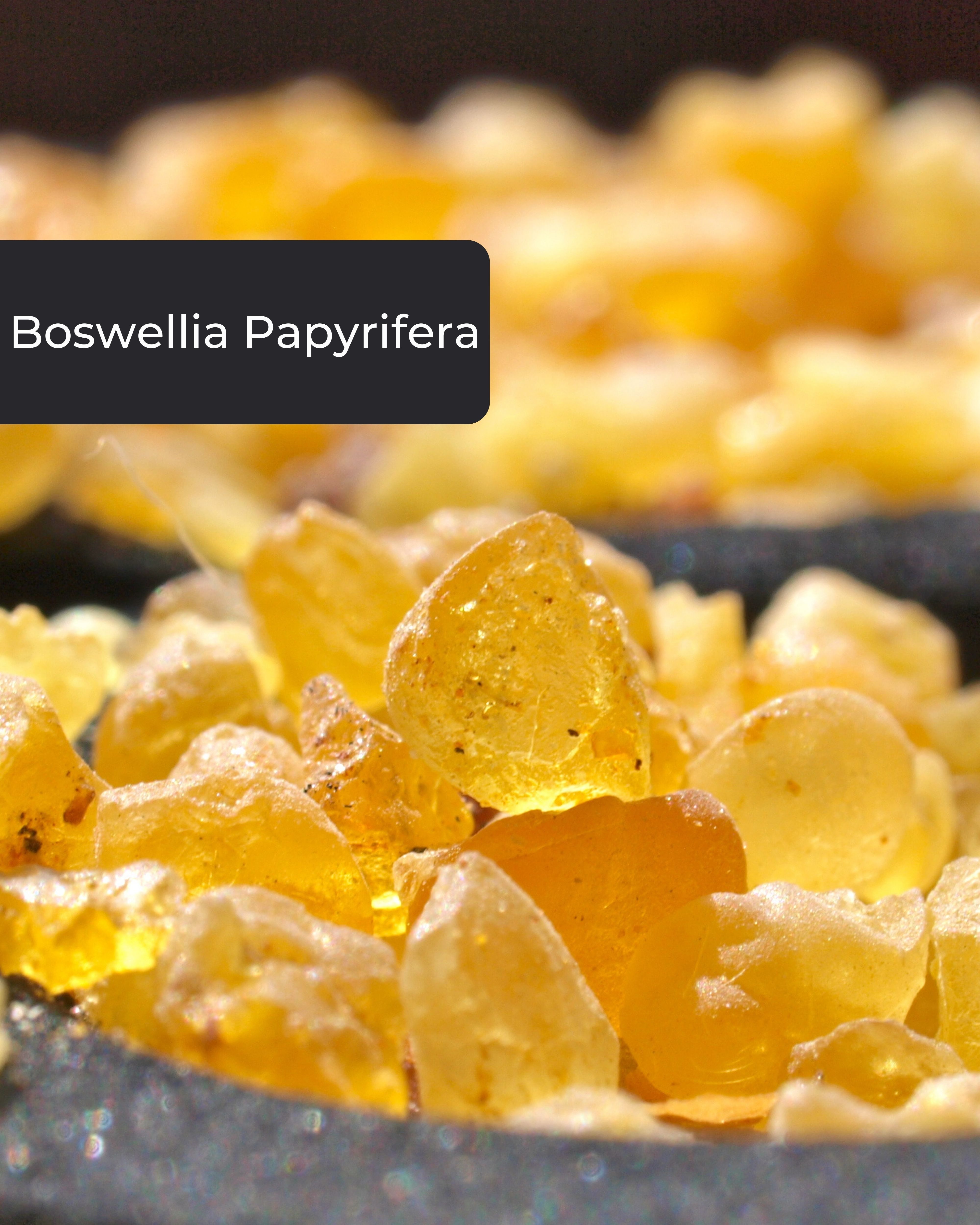 Incensera Räucherstäbchen-Halter Incensera Frankincense–Boswellia Papyrifera Harz aus Äthiopien&Eritrea, reines Weihrauch