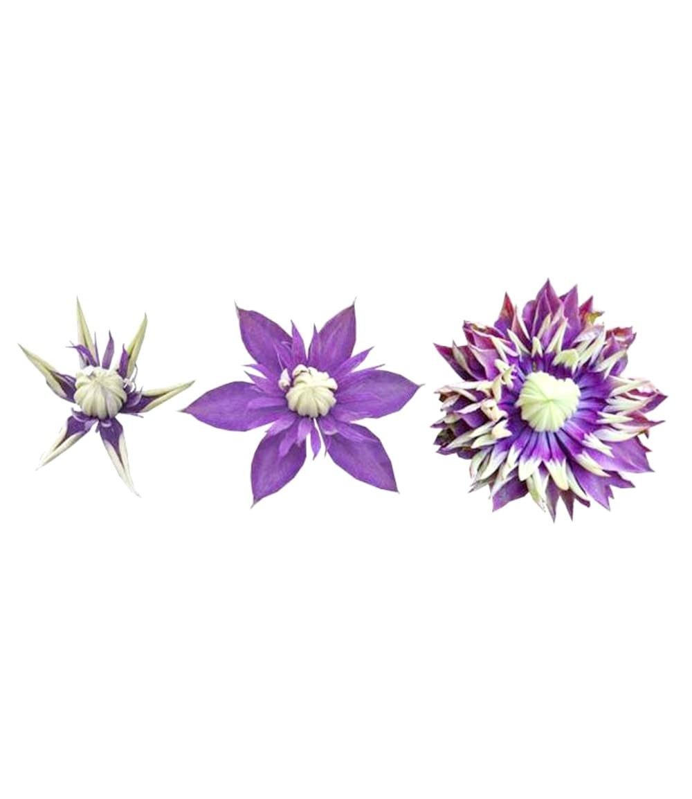 BALDUR Garten Zierstrauch Clematis 'Taiga®', 1 St., Duftclematis,winterhart, mehrjährig – Bild 5 von 5