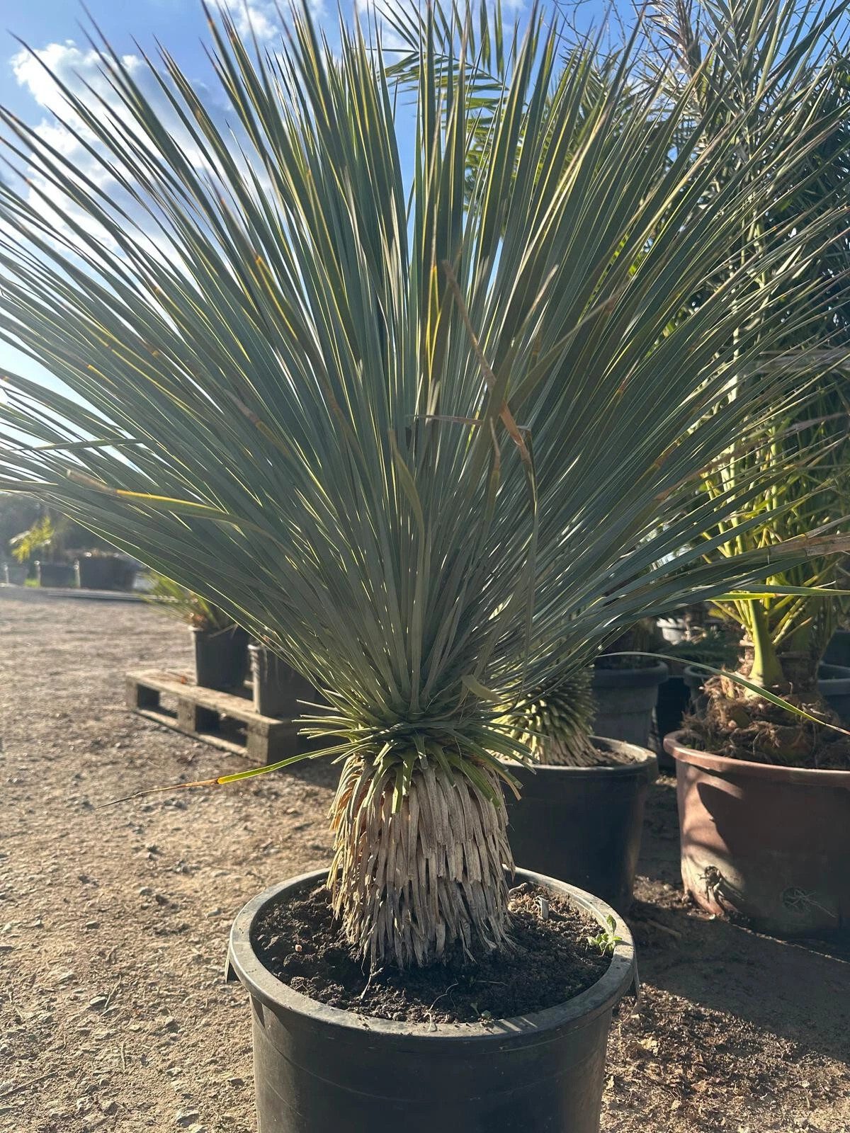 Palms-Store Baum Yucca Rostrata ca.100cm Winterhart bis –19 °C, blaue Palmlilie, Premium Qualität