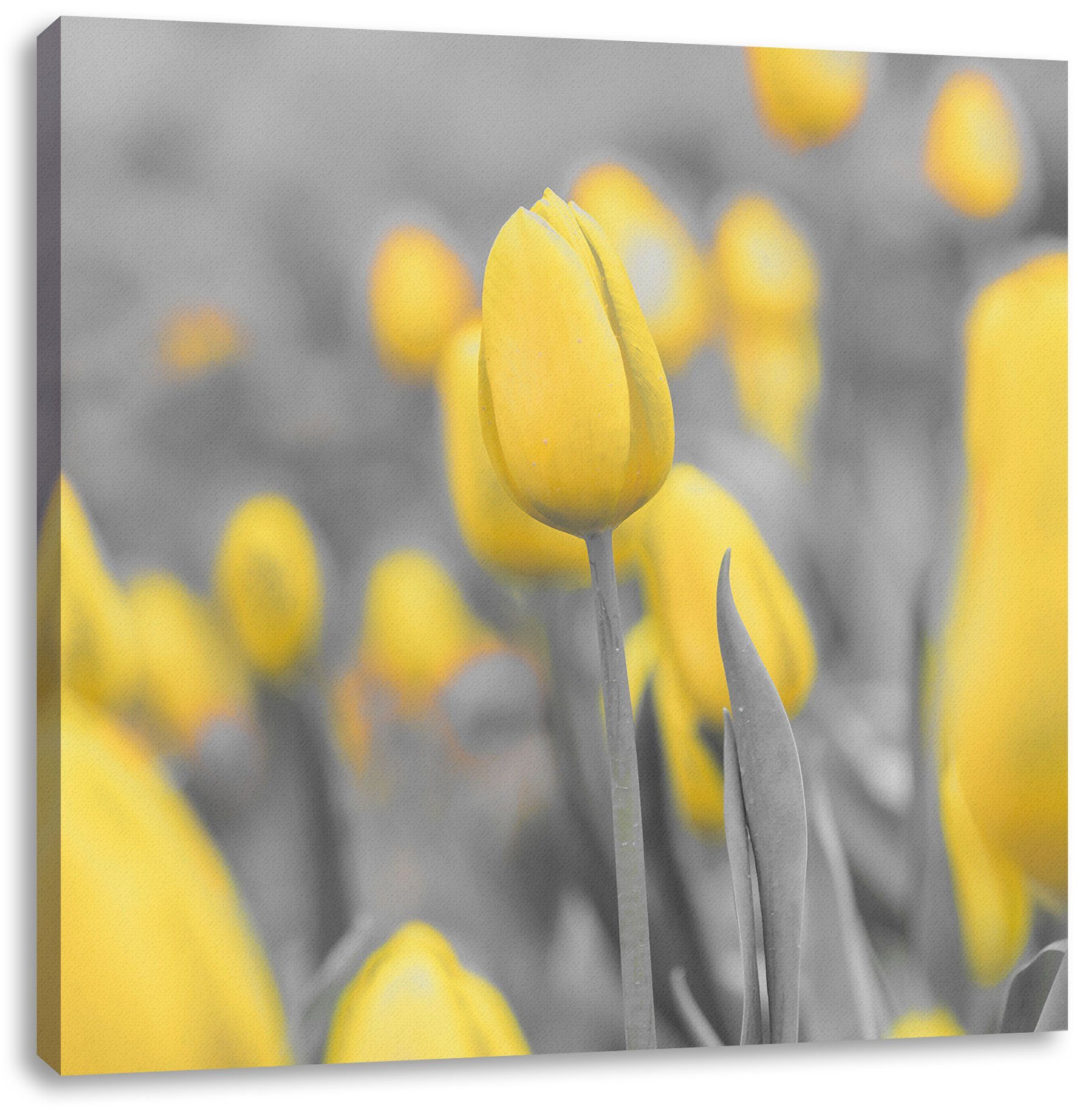 Tulpenmeer, Gelbes Pixxprint Tulpenmeer fertig Gelbes Leinwandbild Leinwandbild Zackenaufhänger St), inkl. (1 bespannt,