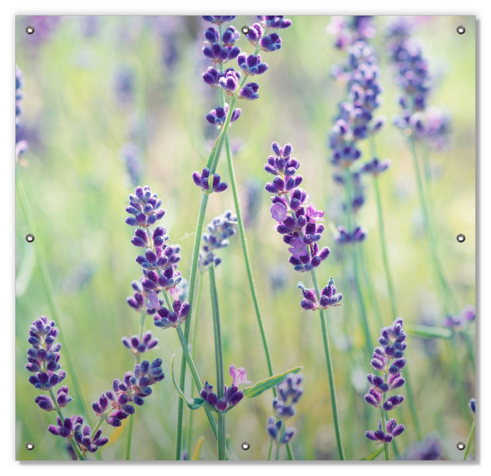 Lila - mit Wallario, Sonnenschutz blickdicht, Pflanzen Saugnäpfen, der und auf wiederverwendbar Violette Wiese, wiederablösbar Blumenfreude