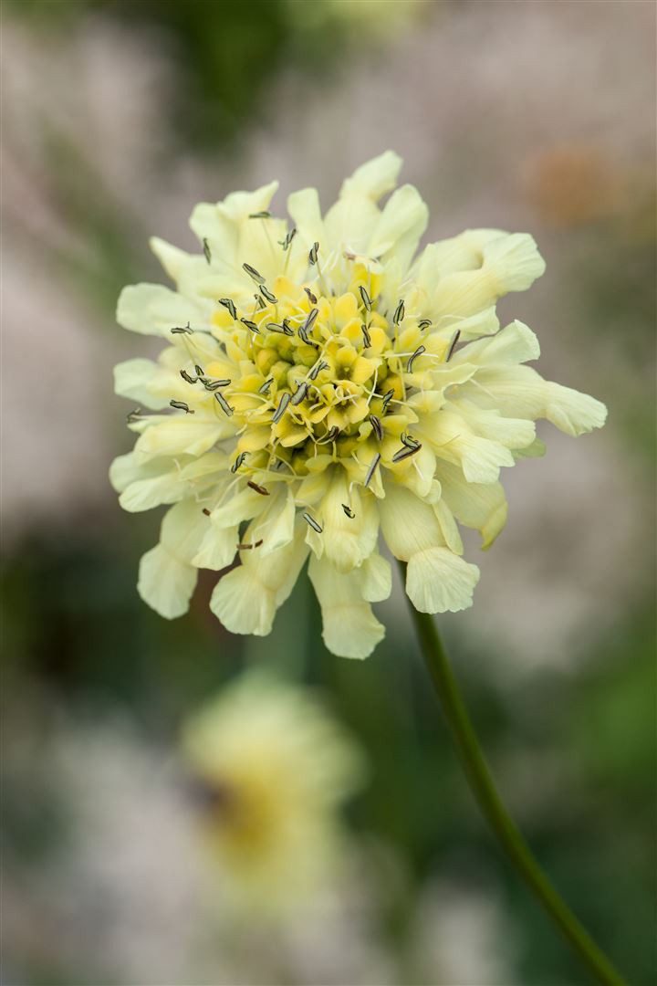 Pflanzen für Dich Staude Scabiosa ochroleuca, 1 St., Gelbe Skabiose, Gelbskabiose