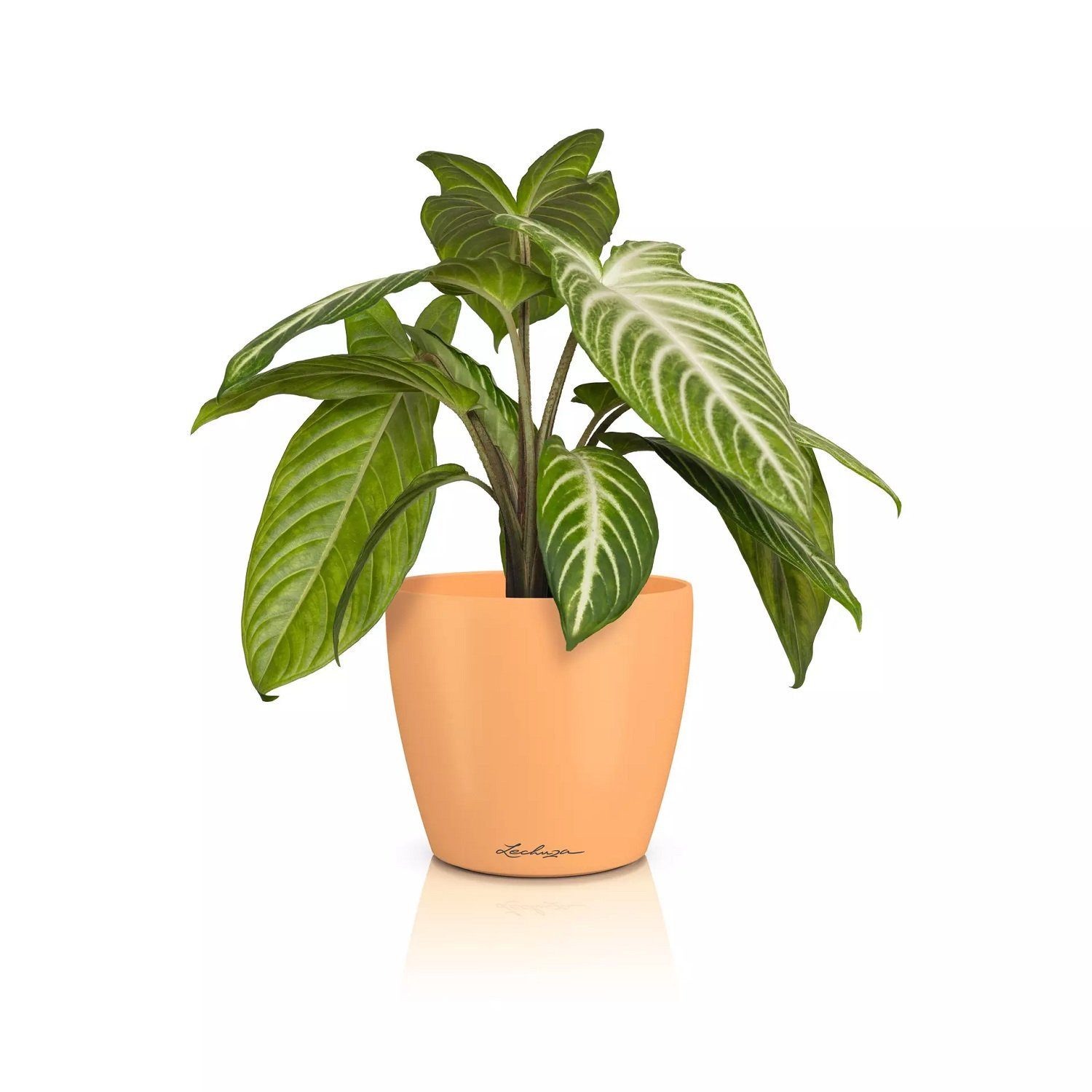 Lechuza® Übertopf Classico Color 14 DECO papaya