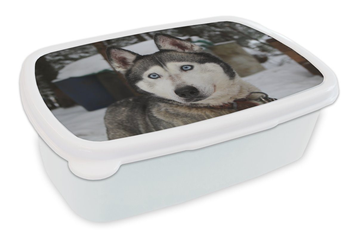 MuchoWow Lunchbox Husky - Schnee - Kopf, Kunststoff, (2-tlg), Brotbox für Kinder und Erwachsene, Brotdose, für Jungs und Mädchen weiß