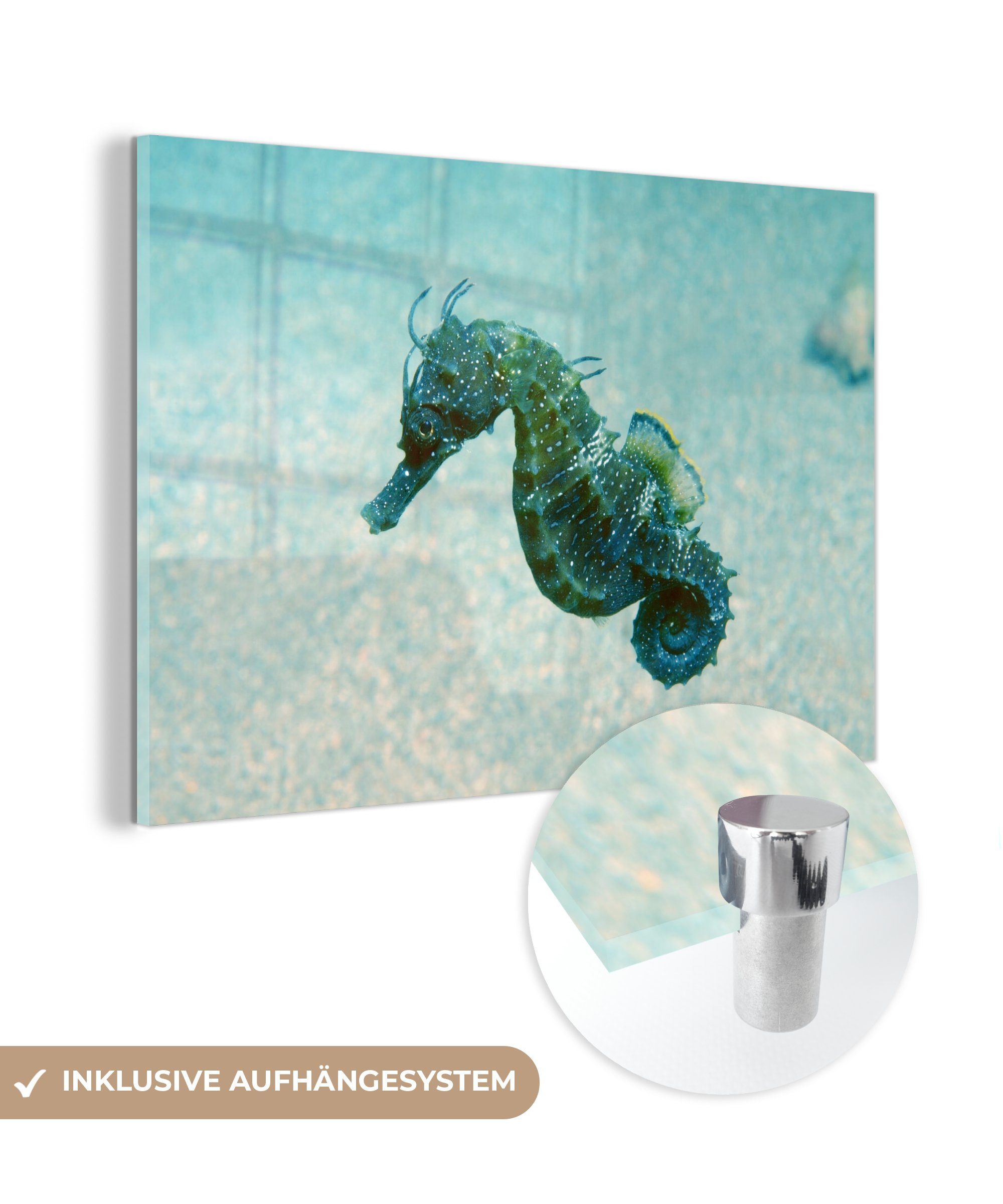 MuchoWow Acrylglasbild Bild eines Seepferdchens im Meer, (1 St), Acrylglasbilder Wohnzimmer & Schlafzimmer