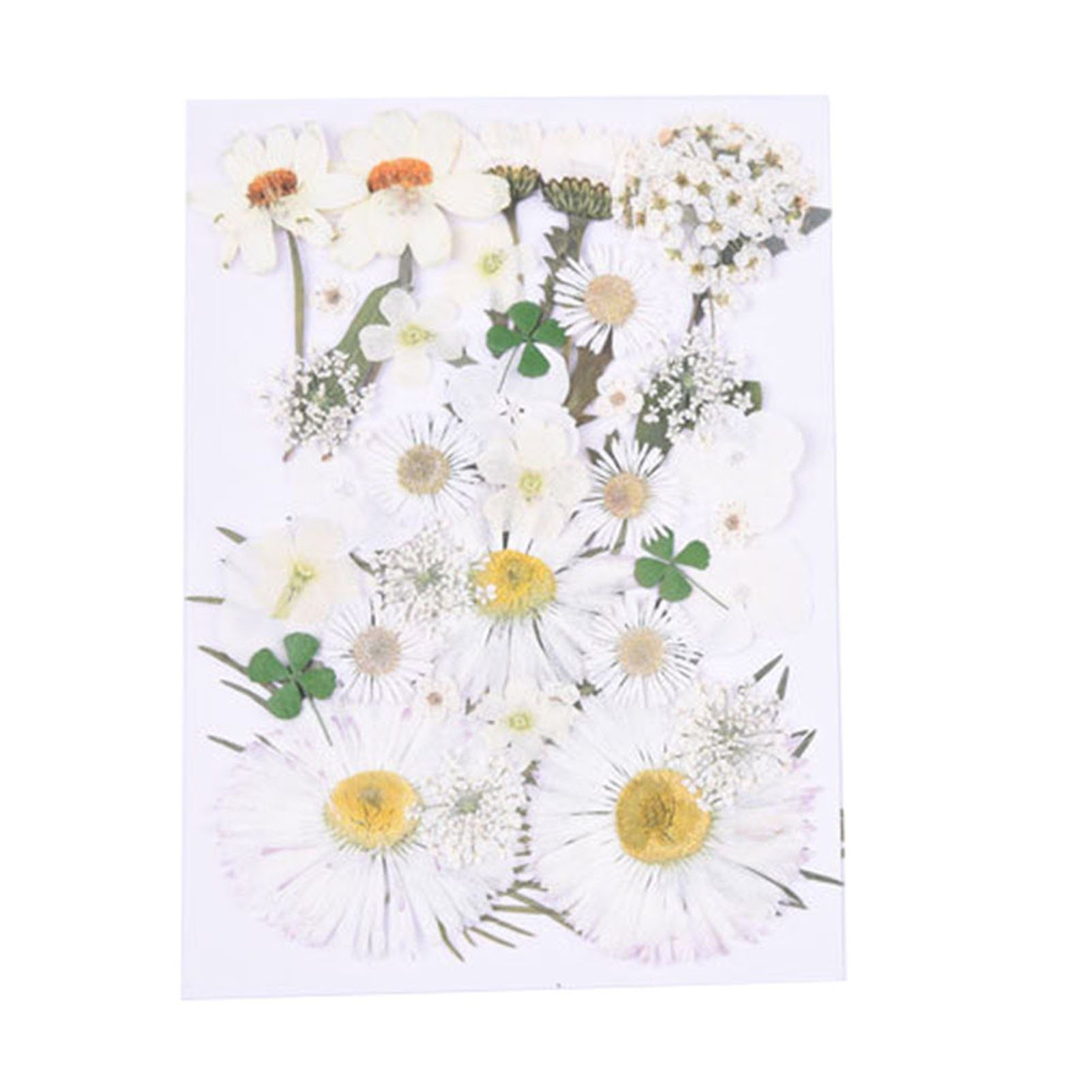 Zum Blusmart white green Getrocknetes, Trockenblumen-Set Blumen, Gepresste Trockenblume Selbermachen,