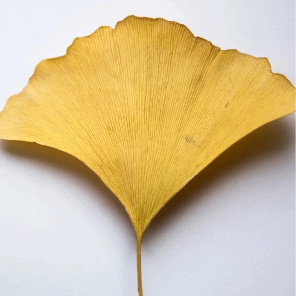 Zero Skin Gesichtsgel Antioxidatives Ginkgo Gel - 30 ml