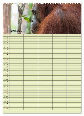 CALVENDO Wandkalender Familienplaner 2023 - Orang Utans im Dschungel (Premium, hochwertiger DIN A2 Wandkalender 2023, Kunstdruck in Hochglanz)