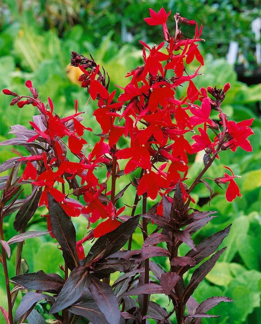 Pflanzen für Dich Staude Lobelia splendens Elmfeuer, 1 St., Lobelie, Prachtlobelie