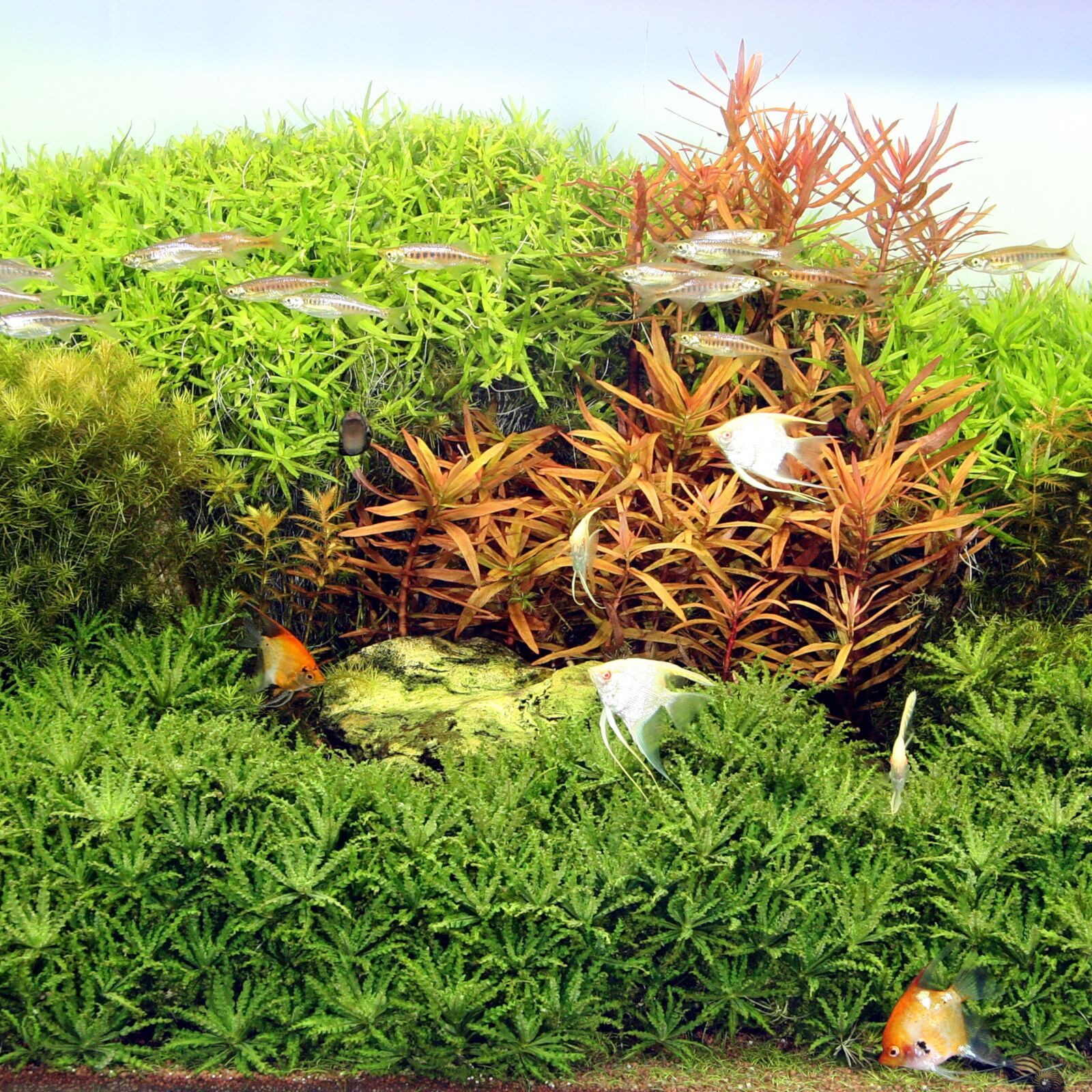 JBL GmbH & Co. KG Spezialleuchtmittel Solar Natur Ultra, T5 Leuchtstoffröhre, T5