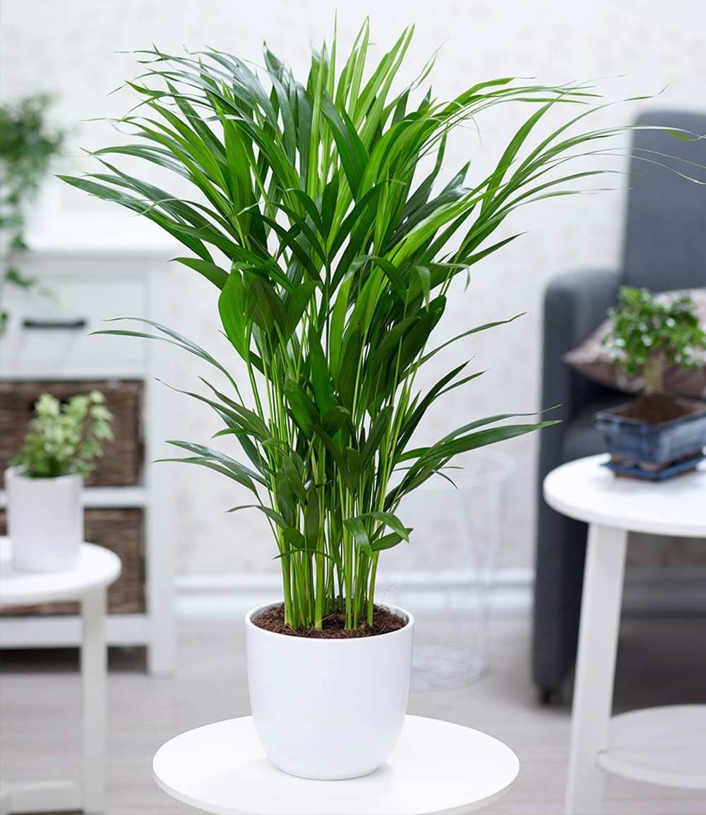 BALDUR Garten Zimmerpflanze Areca Palme ca. 60-70 cm hoch, 1 St., Goldfruchtpalme, pflegeleicht