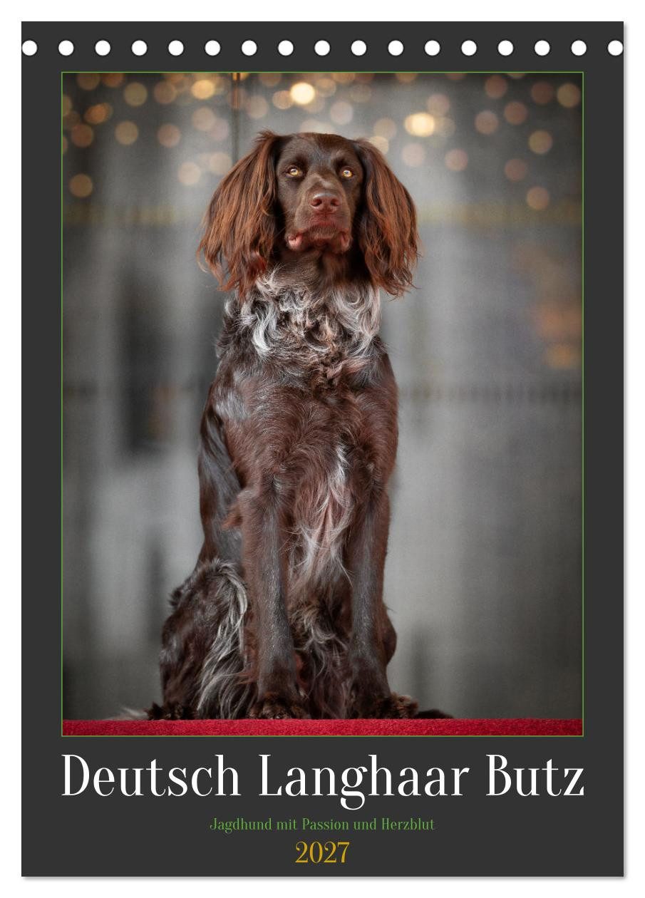 CALVENDO Wandkalender Deutsch Langhaar Butz - Jagdhund mit Passion und Herzblut (Tischkalend
