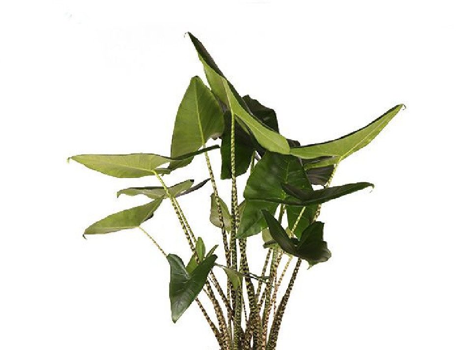 meinvipshop Zimmerpflanze Pfeilblatt Alocasia zebrina 90cm XXL Zimmerpflanze