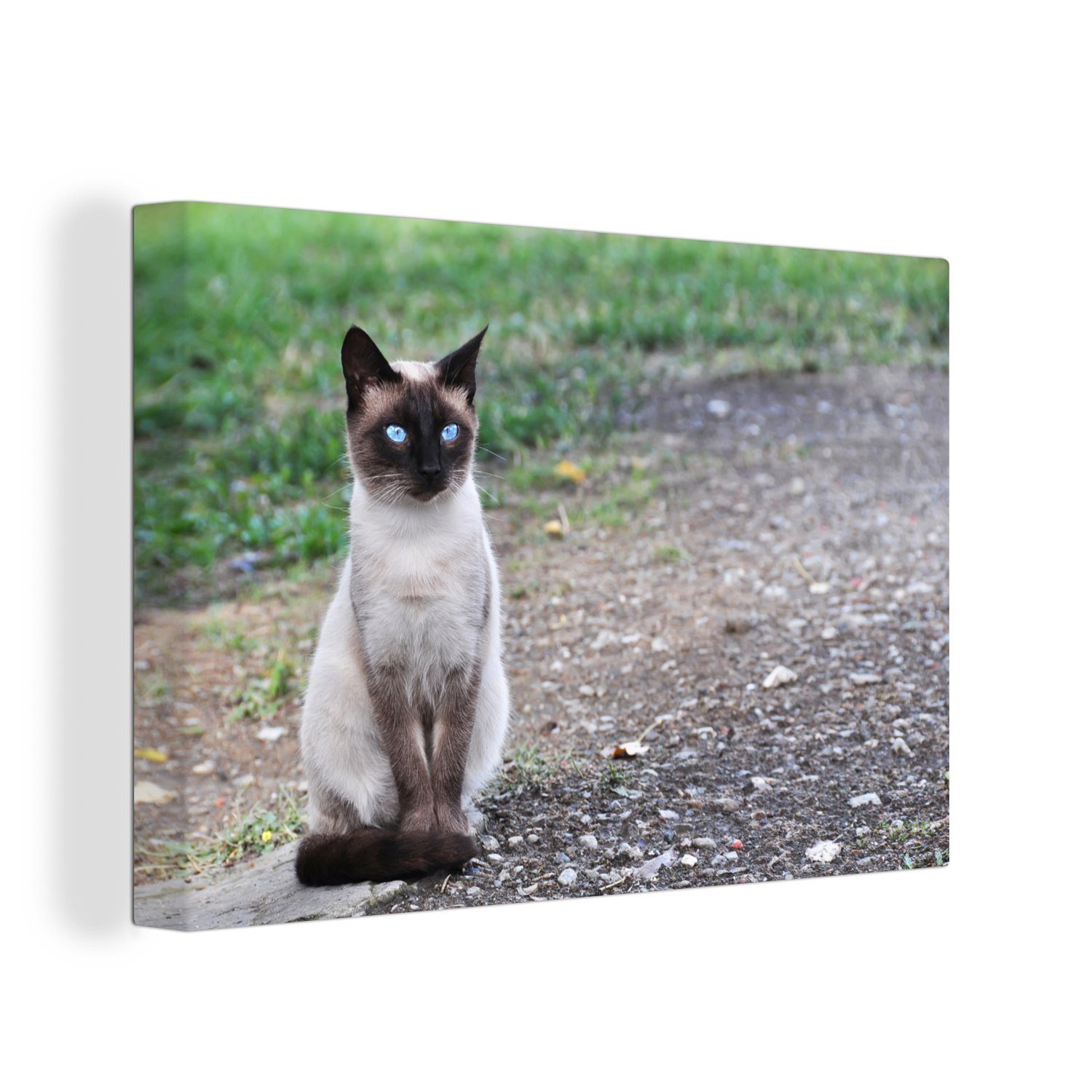 30x20 (1 Katze OneMillionCanvasses® Leinwandbilder, auf Kröte, sitzt Wandbild Aufhängefertig, St), Siamesische Wanddeko, cm Leinwandbild einer