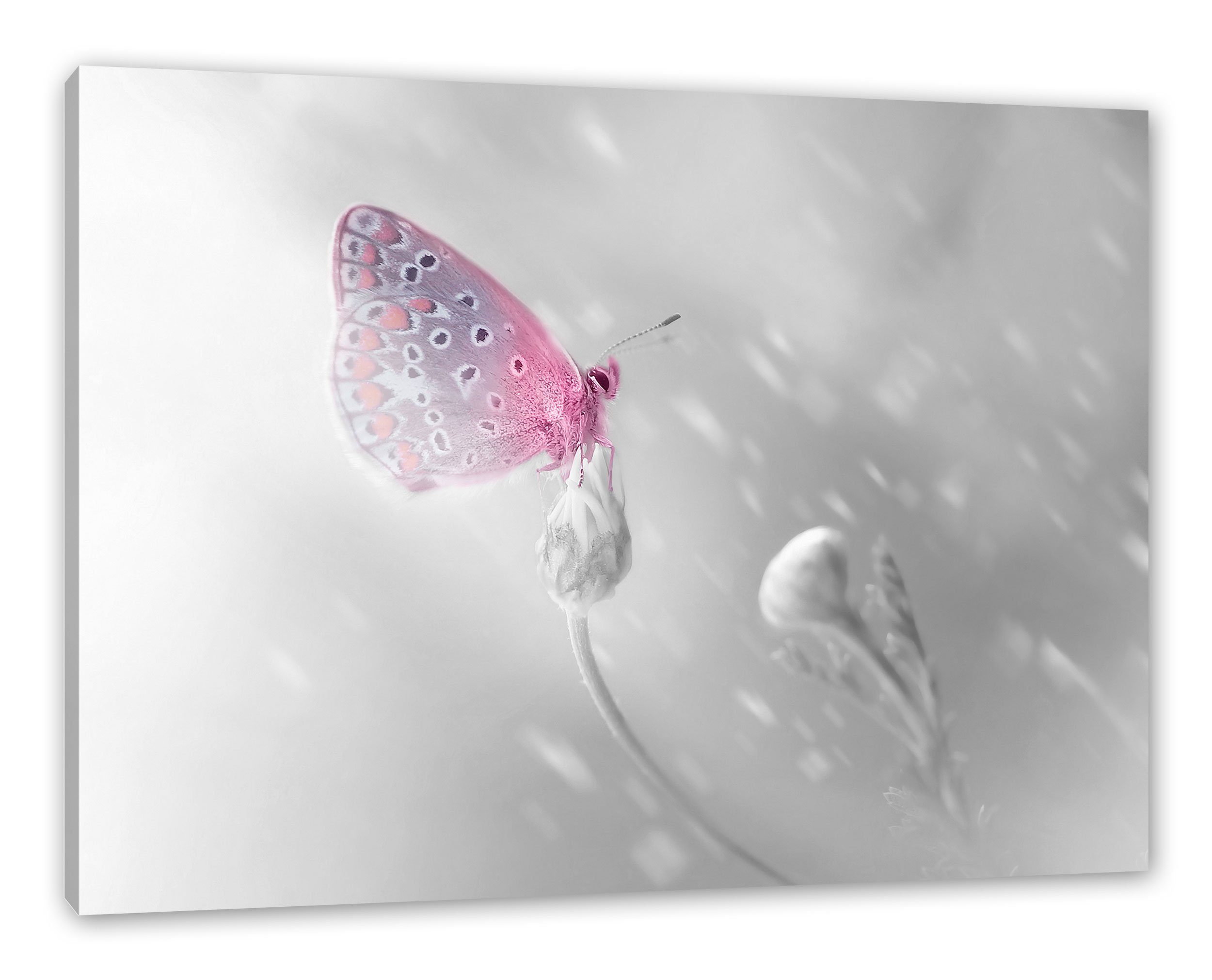 Pixxprint Leinwandbild Leinwandbild Blütenknospen, St), inkl. fertig Blütenknospen bespannt, Schmetterling auf Schmetterling (1 auf Zackenaufhänger