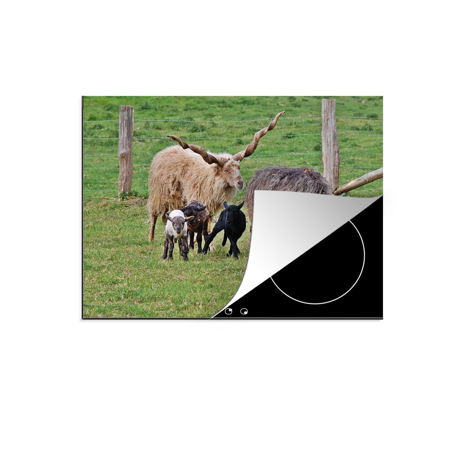 Horn, Schutz tlg), Ceranfeldabdeckung die Schaf 71x52 - Gras Herdblende-/Abdeckplatte (1 Induktionskochfeld MuchoWow Vinyl, - cm, für küche, - Lamm