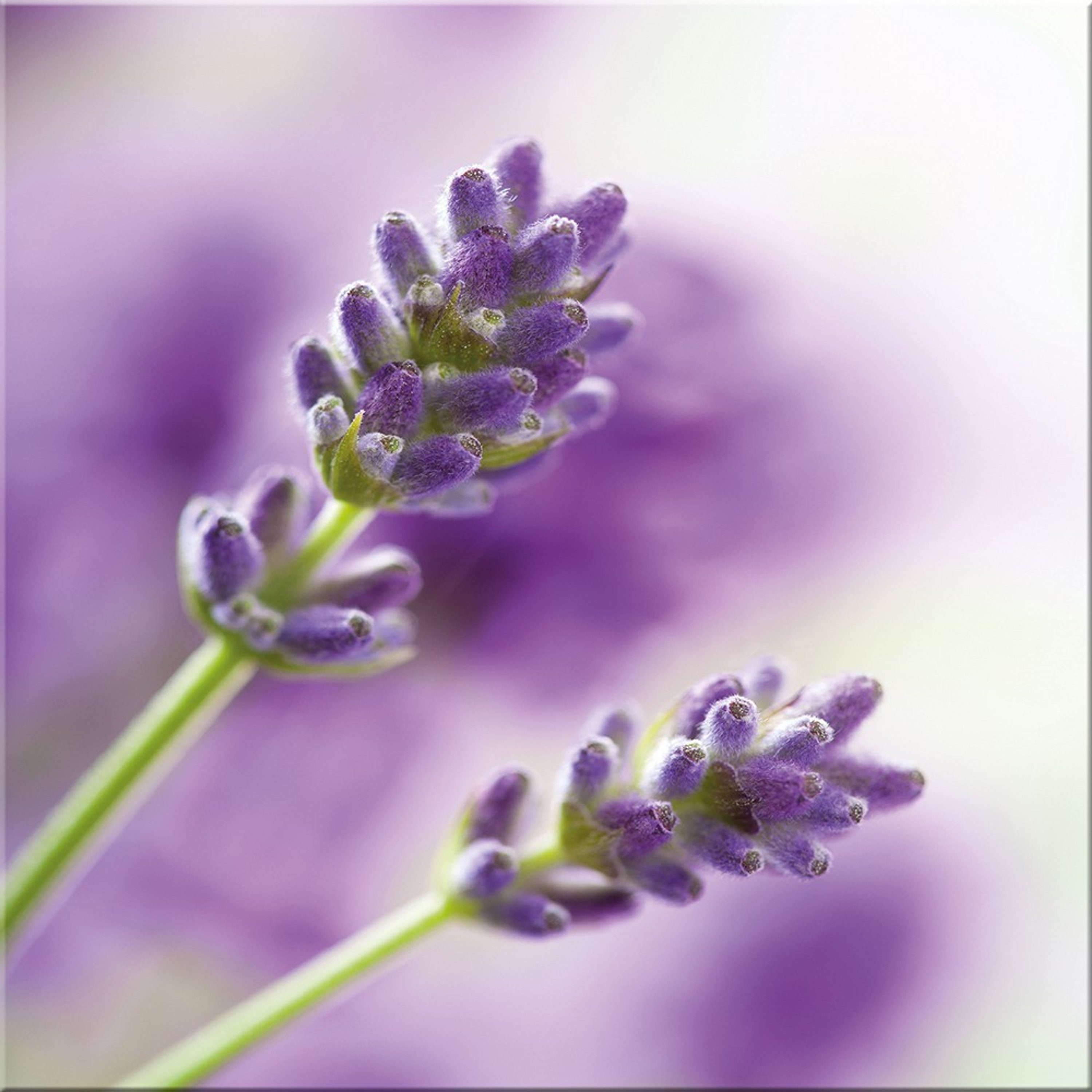 artissimo Glasbild Glasbild 30x30cm Bild Blumen Lavendel Flieder lila, Lila Blume: Lavendel