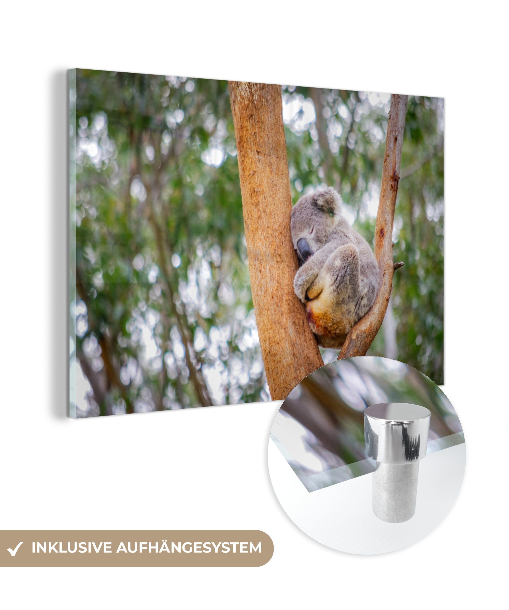 MuchoWow Acrylglasbild Schlafender Koala in einem Baum in Australien, (1 St), Acrylglasbilder Wohnzimmer & Schlafzimmer