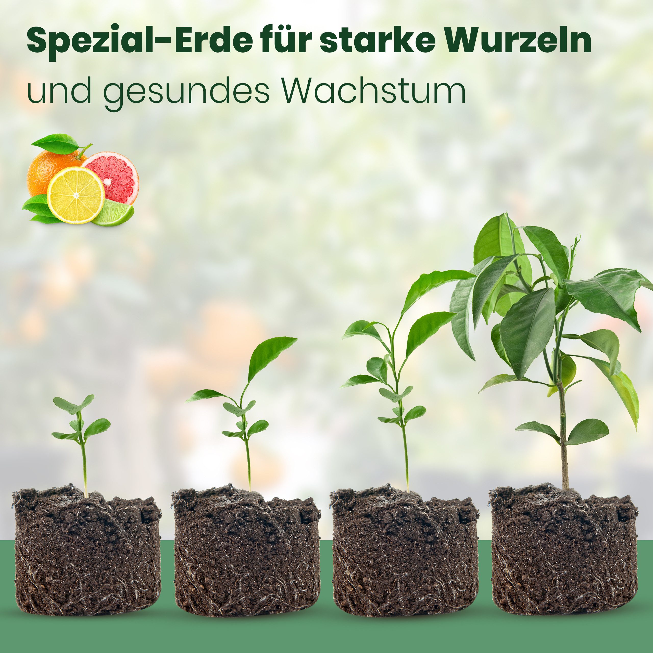 Meine Orangerie Spezialerde Zitruserde und mediterrane Pflanzenerde, mit hochwertigem Mehrnährstoffdünger, (Pflanzerde für anspruchsvolle mediterrane Kübelpflanzen), 10 Liter