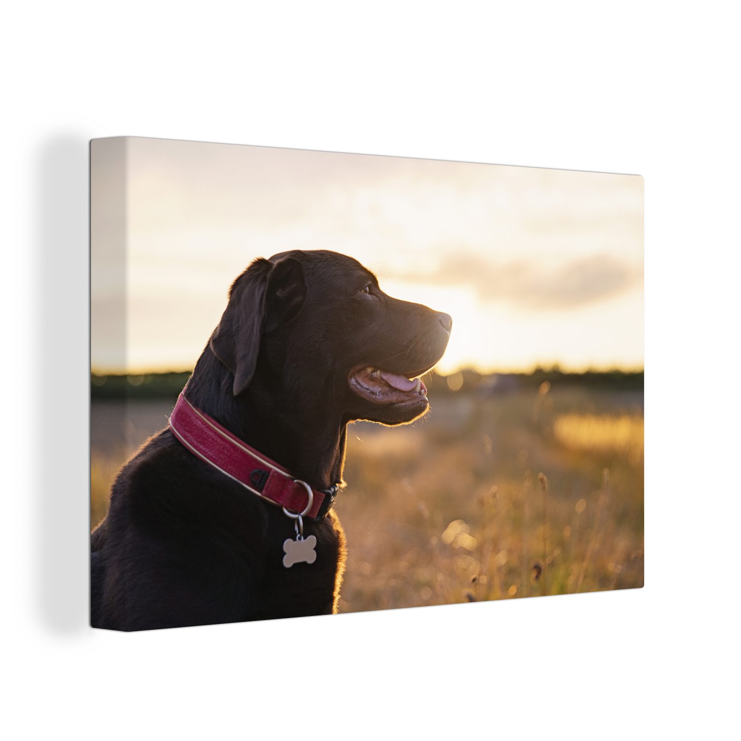 OneMillionCanvasses® Leinwandbild Ein Labrador Retriever bei Sonnenuntergang, (1 St), Wandbild Leinwandbilder, Aufhängefertig, Wanddeko, 30x20 cm | Leinwandbilder