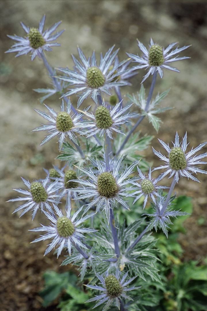 Pflanzen für Dich Staude Eryngium planum, 1 St., Flachblättrige Edeldistel, Blaudistel, Mannstreu – Bild 2 von 5