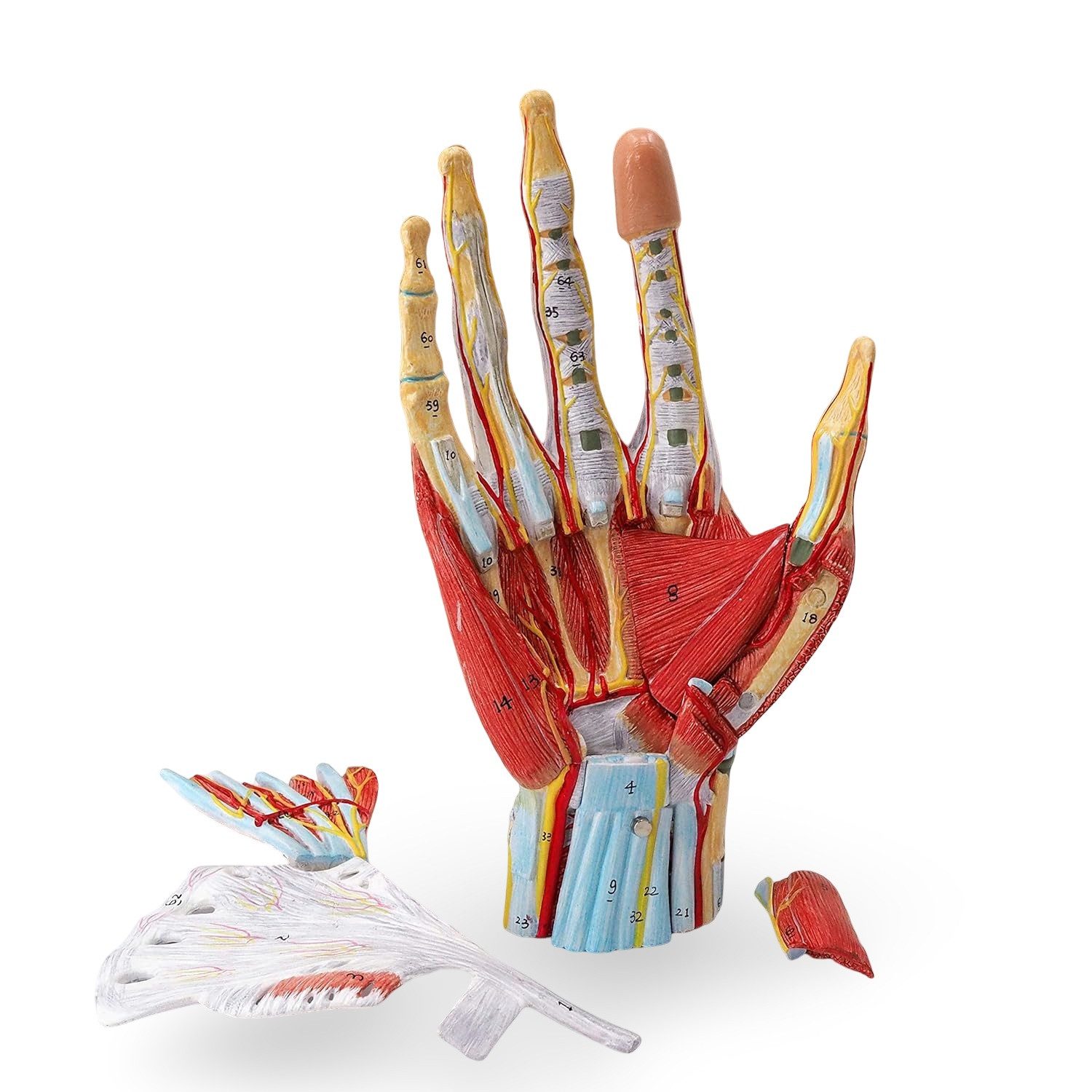Cranstein Scientific Dekoobjekt Hand Anatomie Modell lebensgroß mit Arterien und Venen