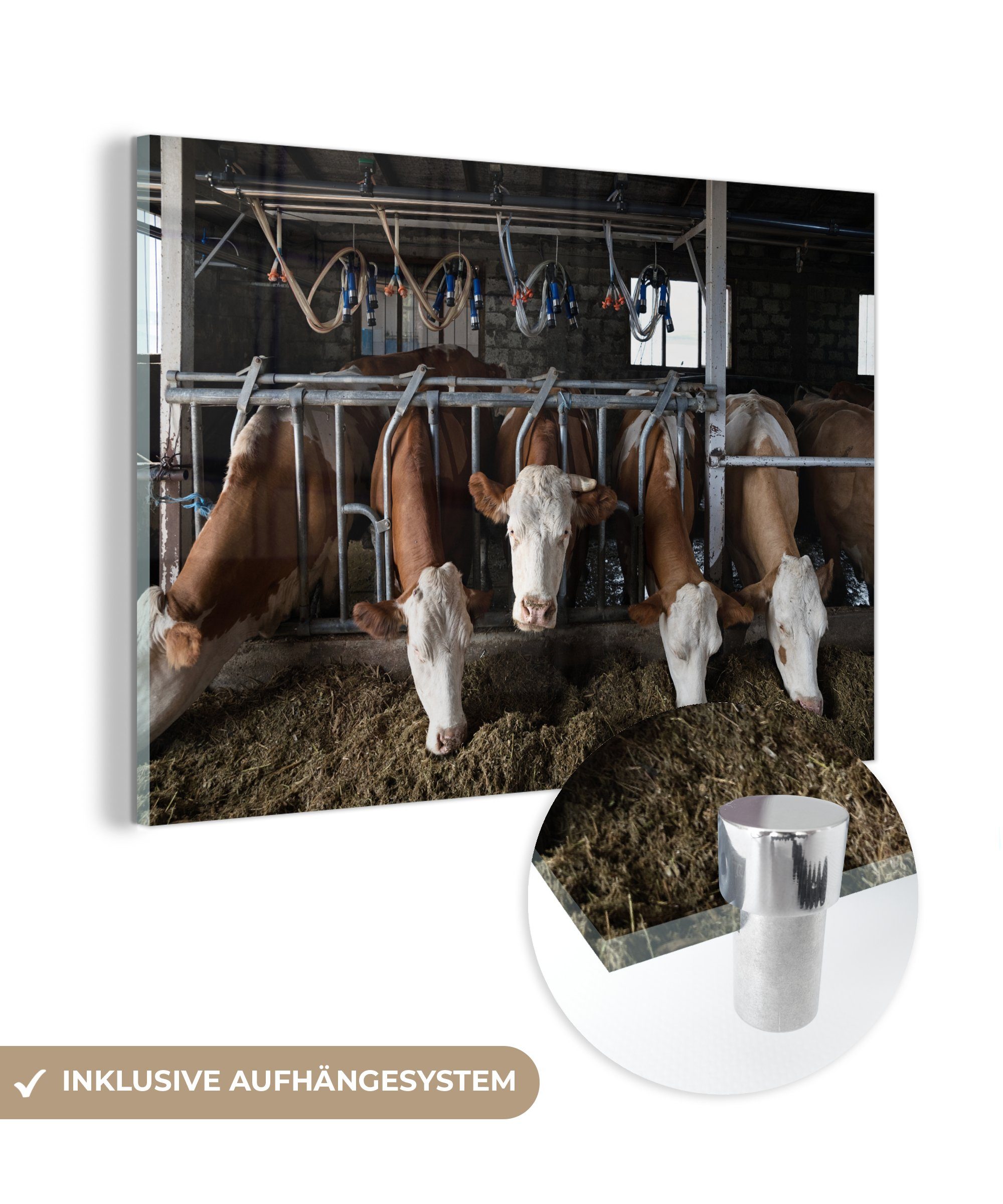 Schlafzimmer Acrylglasbilder Kuh Acrylglasbild - - Bauernhof, & (1 Lebensmittel St), MuchoWow Wohnzimmer