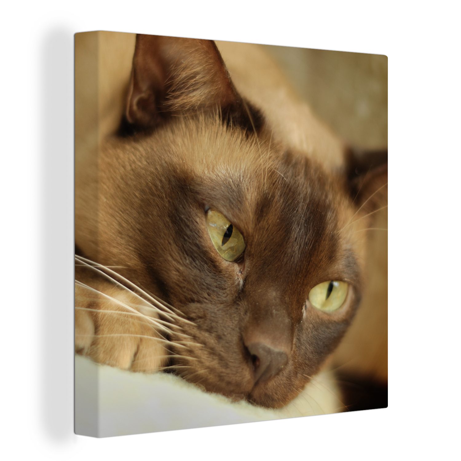 OneMillionCanvasses® Leinwandbild Braun gefärbte burmesische Katze, (1 St), Leinwand Bilder für Wohnzimmer Schlafzimmer