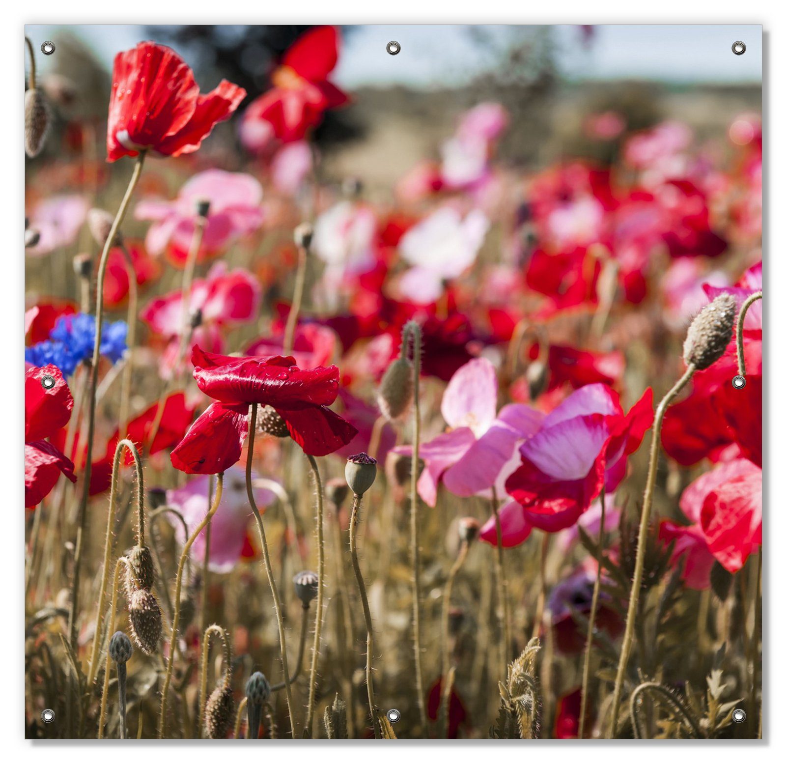 Sonnenschutz Mohnblumen am Rande eines Feldes, Wallario, blickdicht, mit Saugnäpfen, wiederablösbar und wiederverwendbar