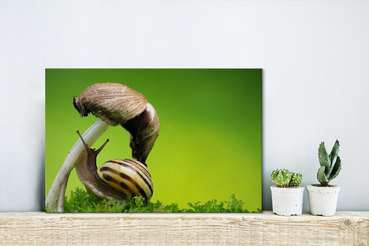 OneMillionCanvasses® Leinwandbild Schnecke Pilz, Leinwandbilder, auf klettert Wanddeko, 30x20 (1 cm Wandbild St), Aufhängefertig